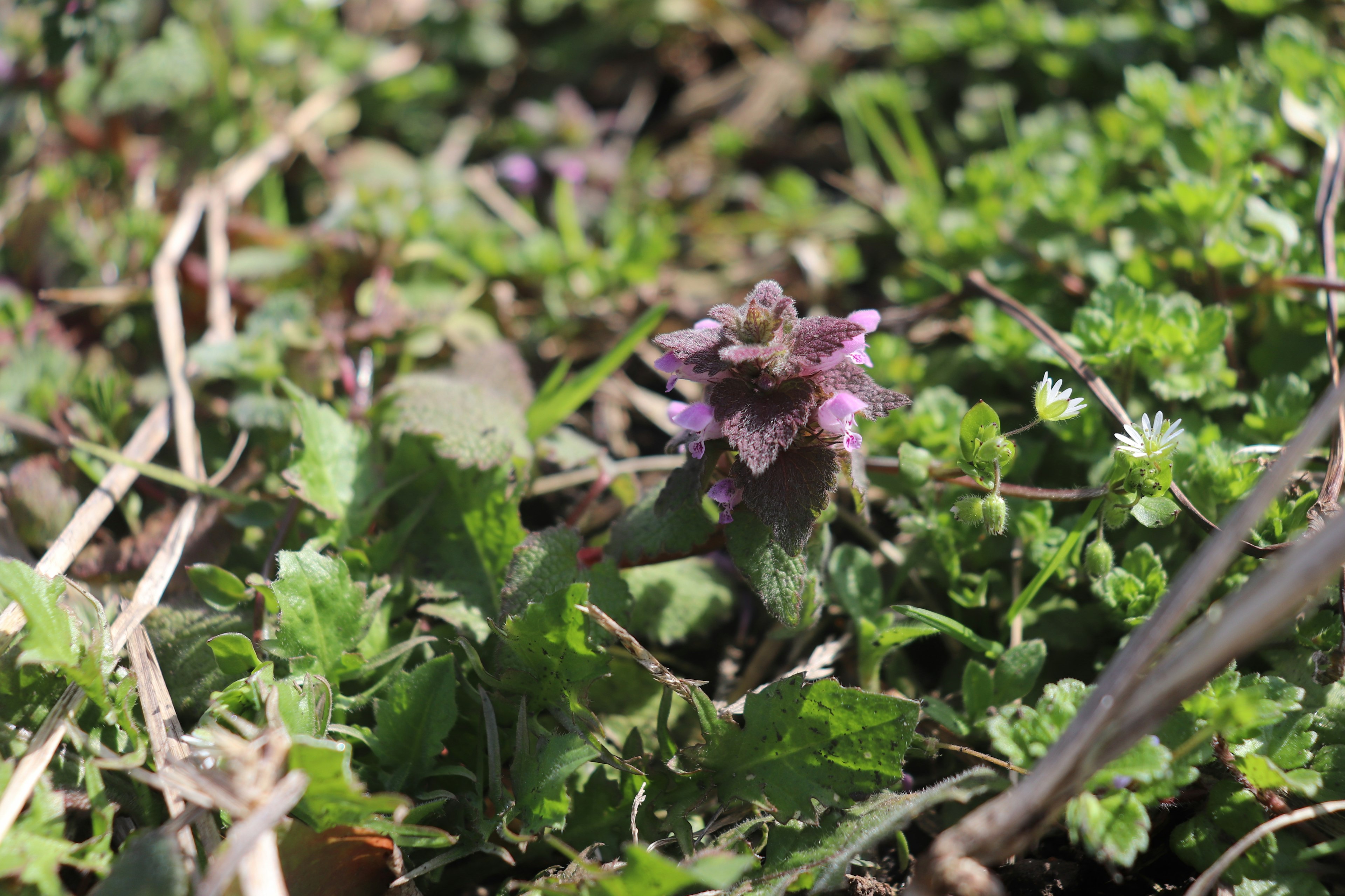 Fiore viola che sboccia tra l'erba verde e le foglie