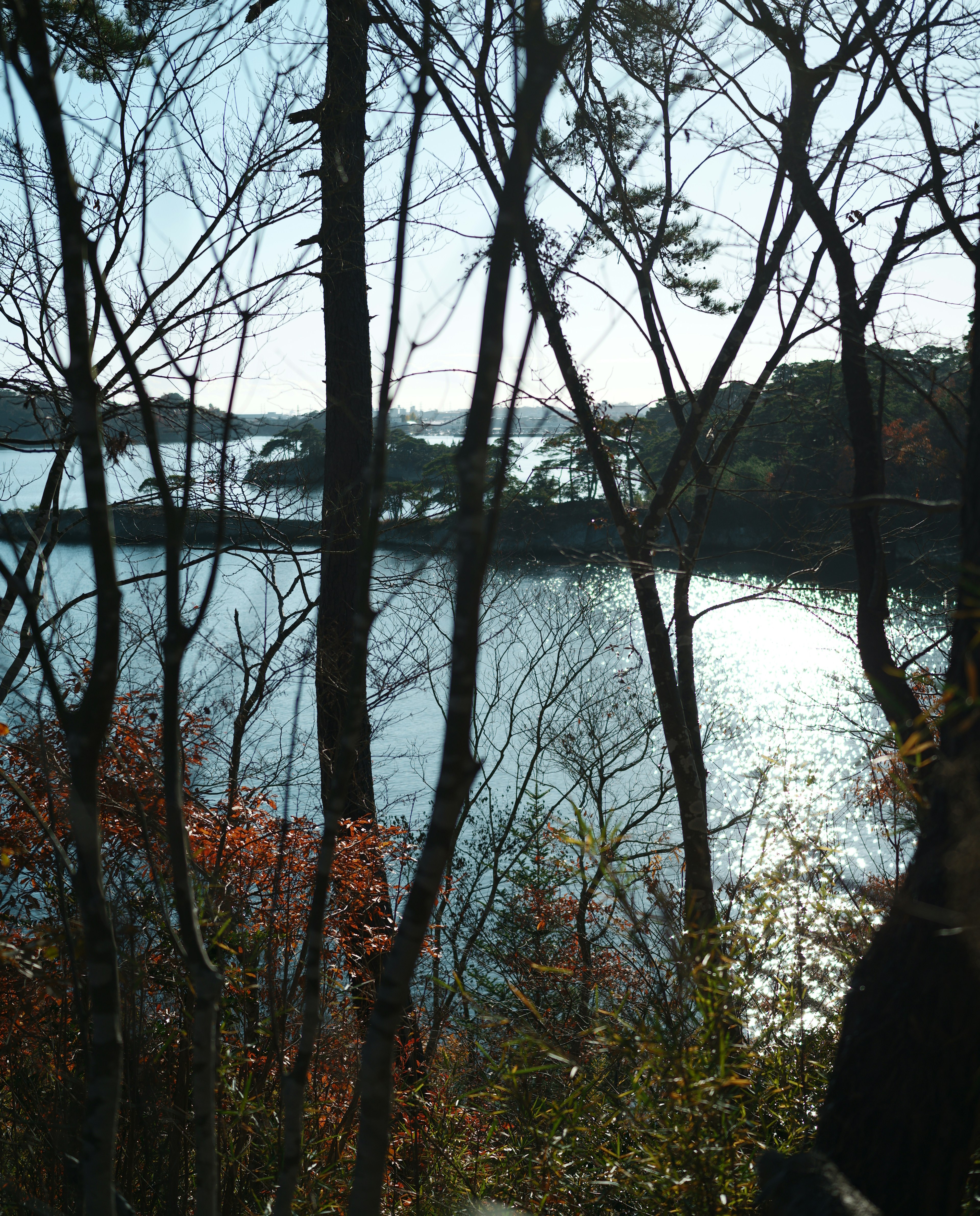 View through trees overlooking a calm lake with reflections