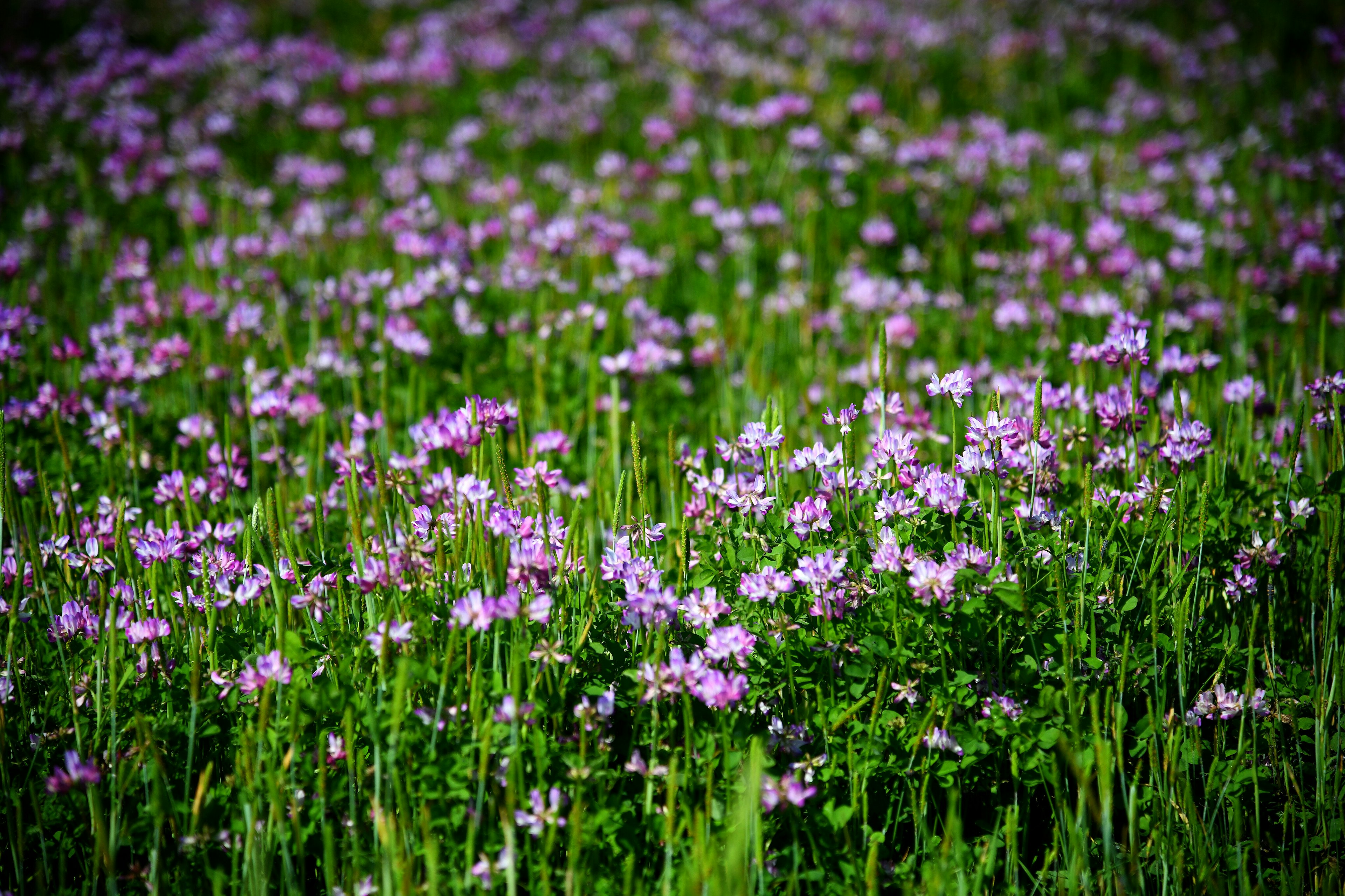 A lush green field filled with blooming purple flowers