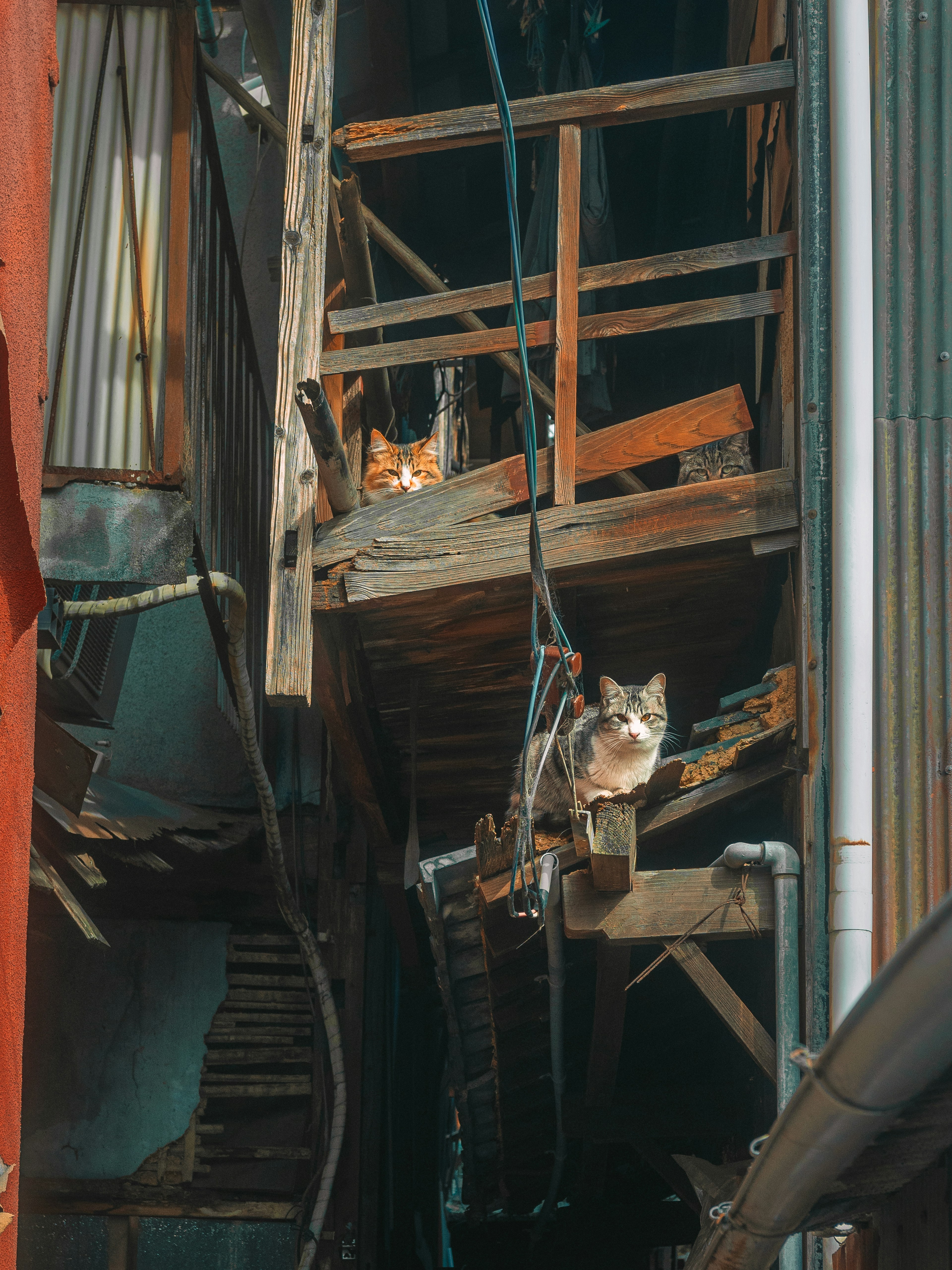 Cats sitting on wooden structures in a dilapidated building