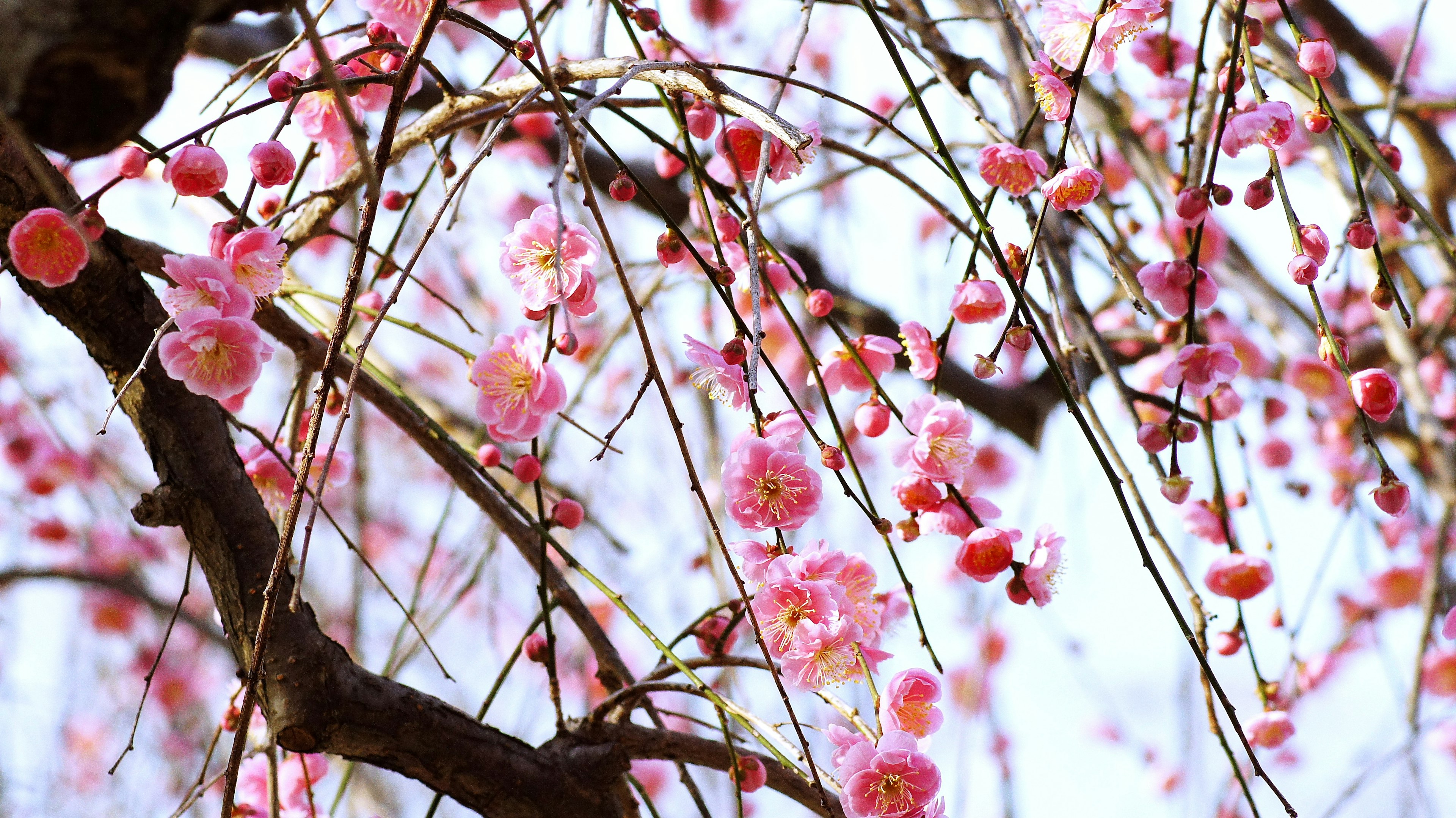 Fleurs de prunier pleureur en pleine floraison