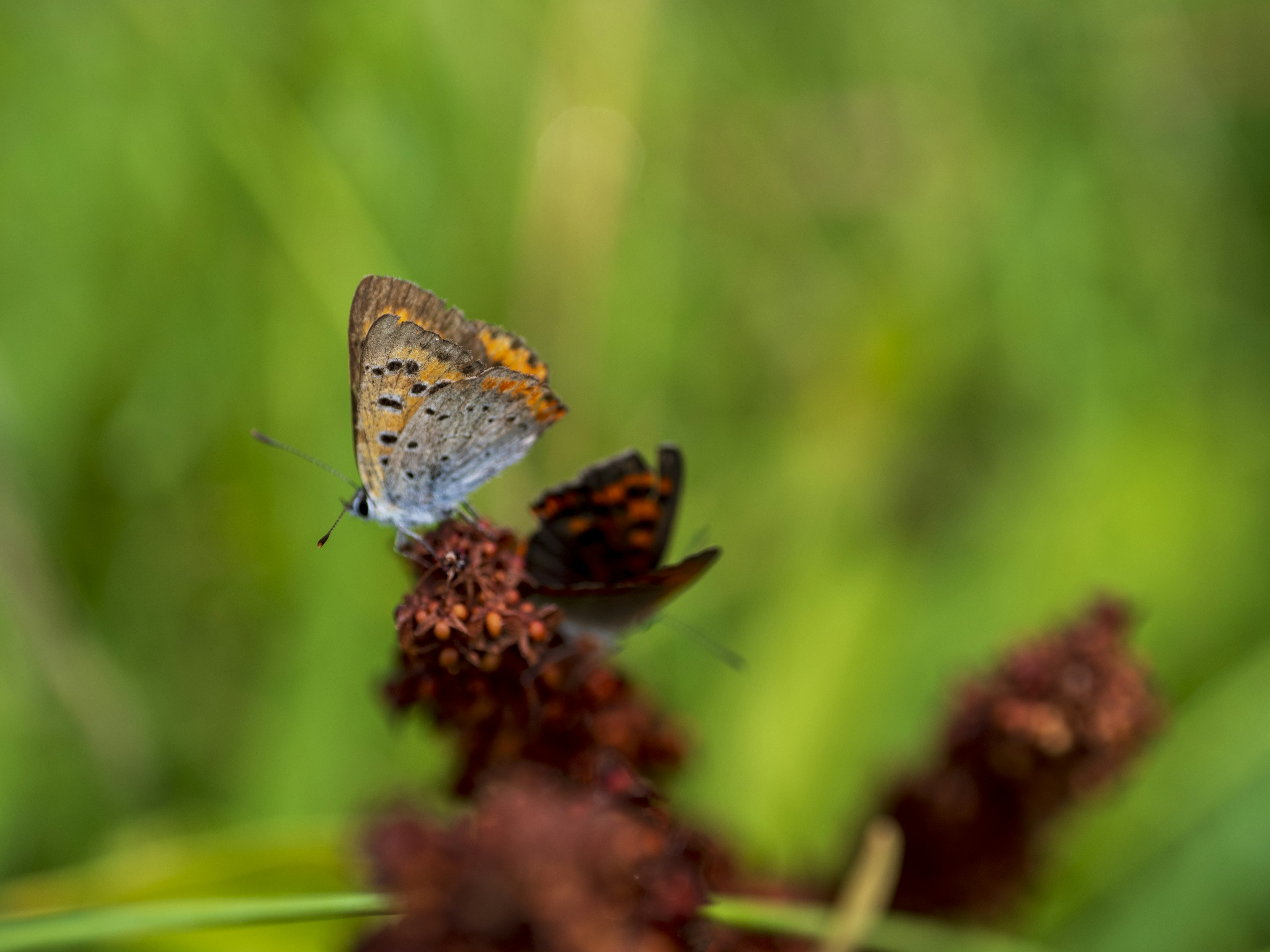 Ein Schmetterling mit orangefarbenen Mustern sitzt auf einer Blume vor einem lebhaften grünen Hintergrund