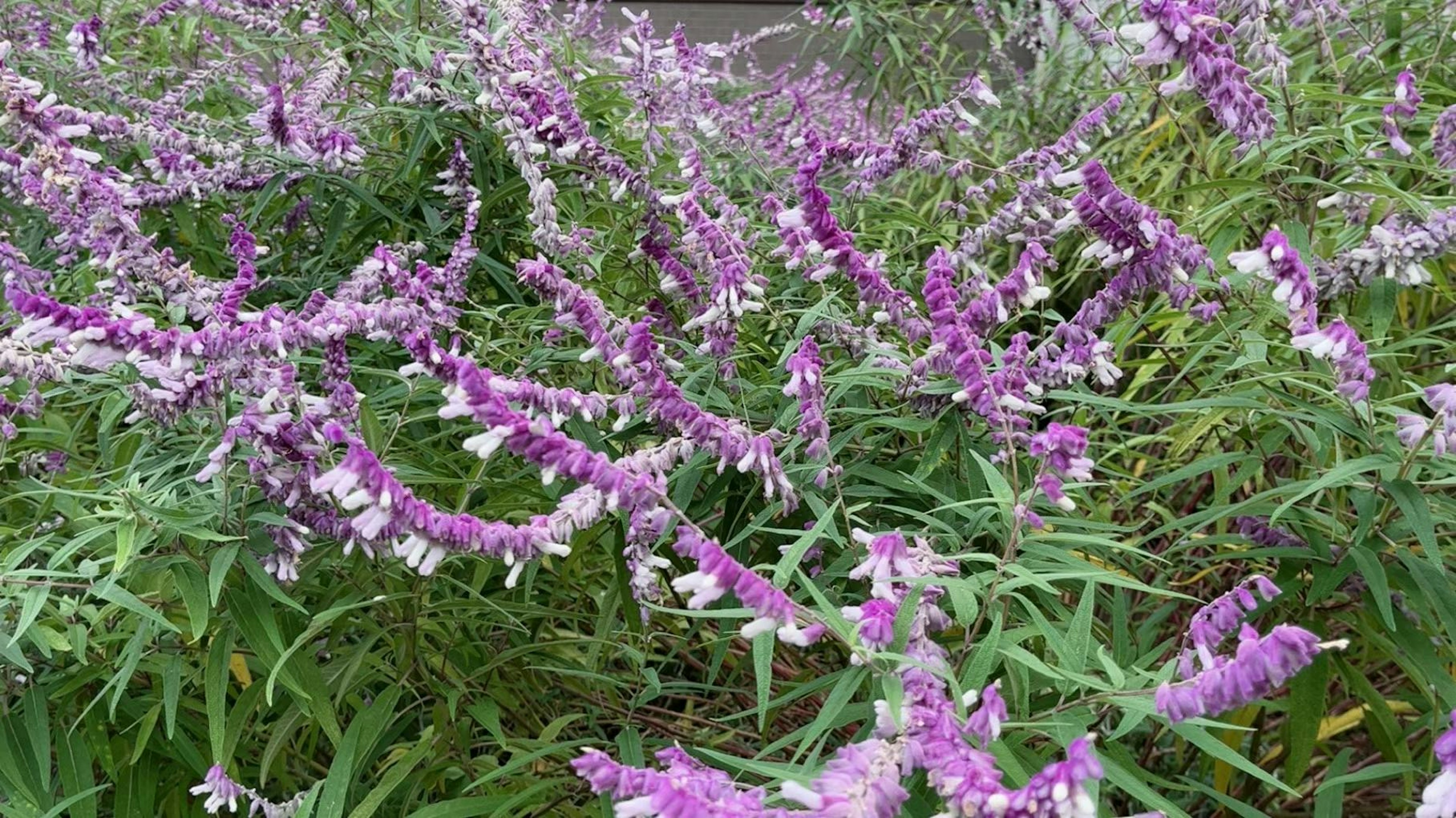 Un grupo de plantas verdes con flores moradas en flor