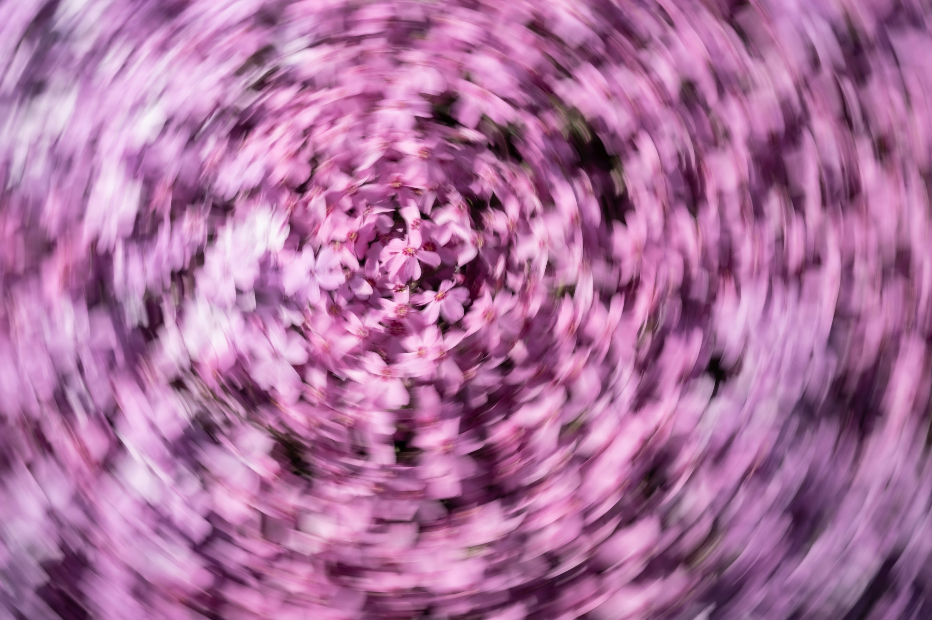 Abstraktes Bild von wirbelnden rosa Blütenblättern