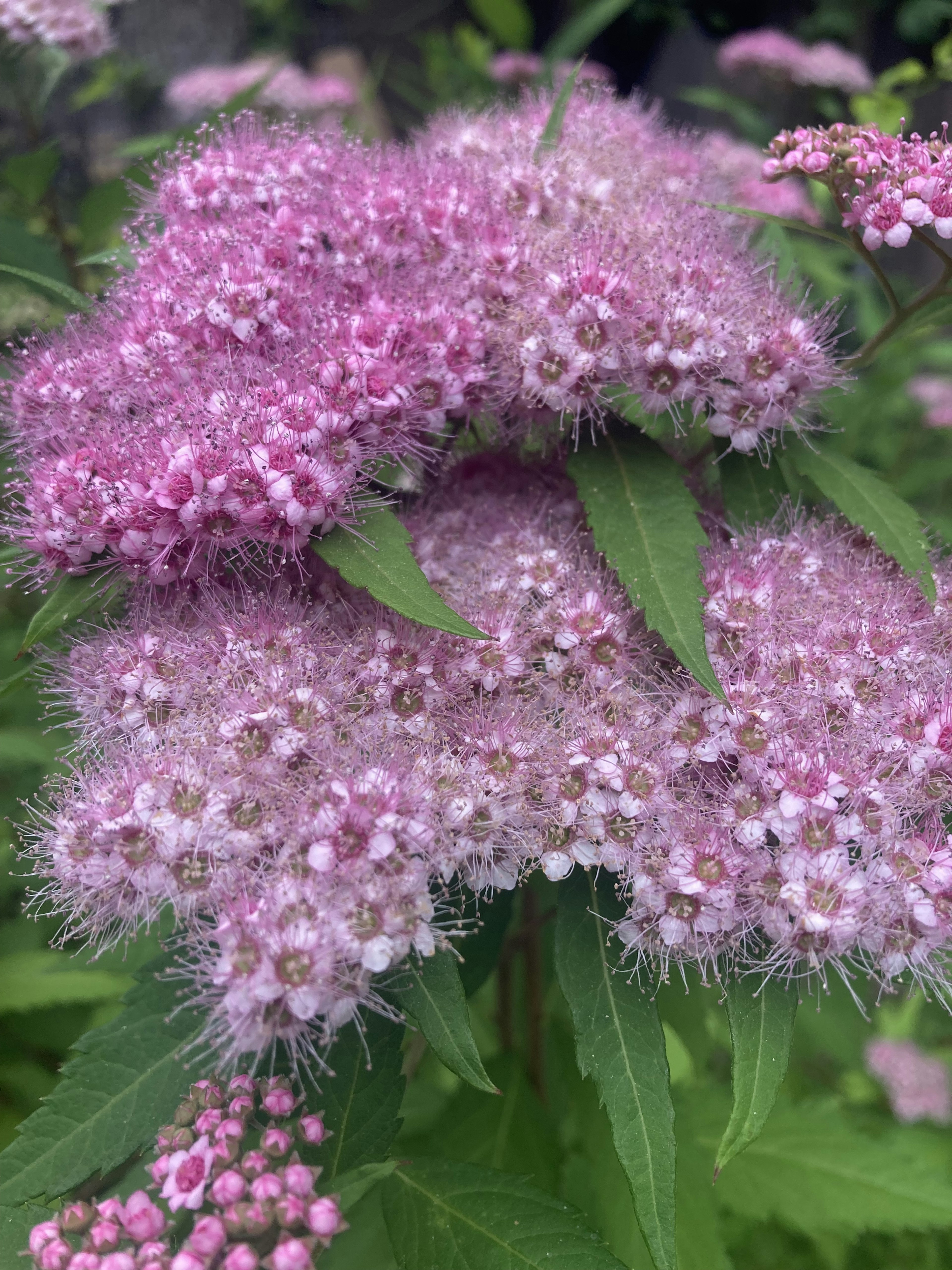 Un gruppo di fiori rosa in fiore circondati da foglie verdi