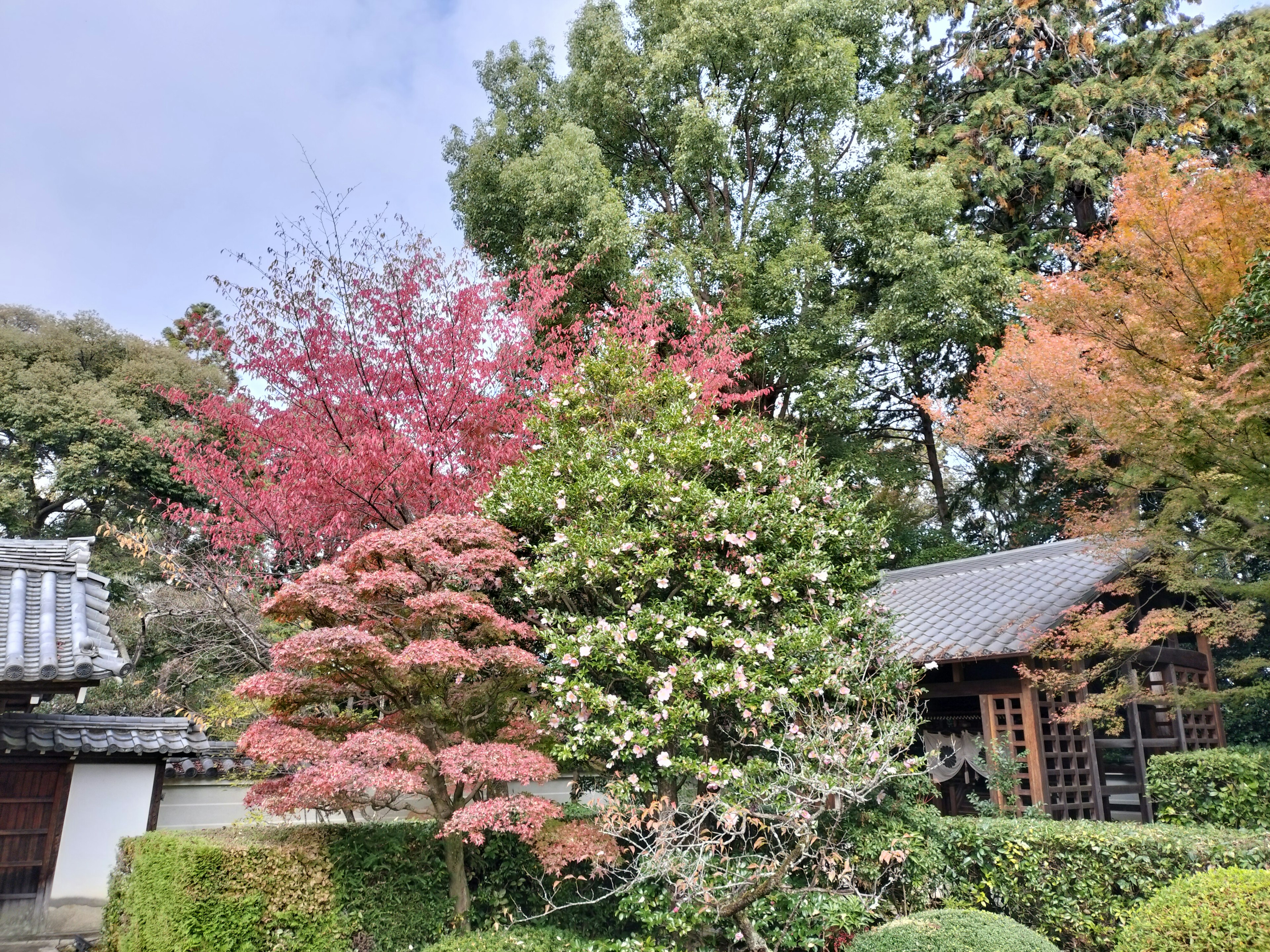 Arbres colorés dans un beau jardin