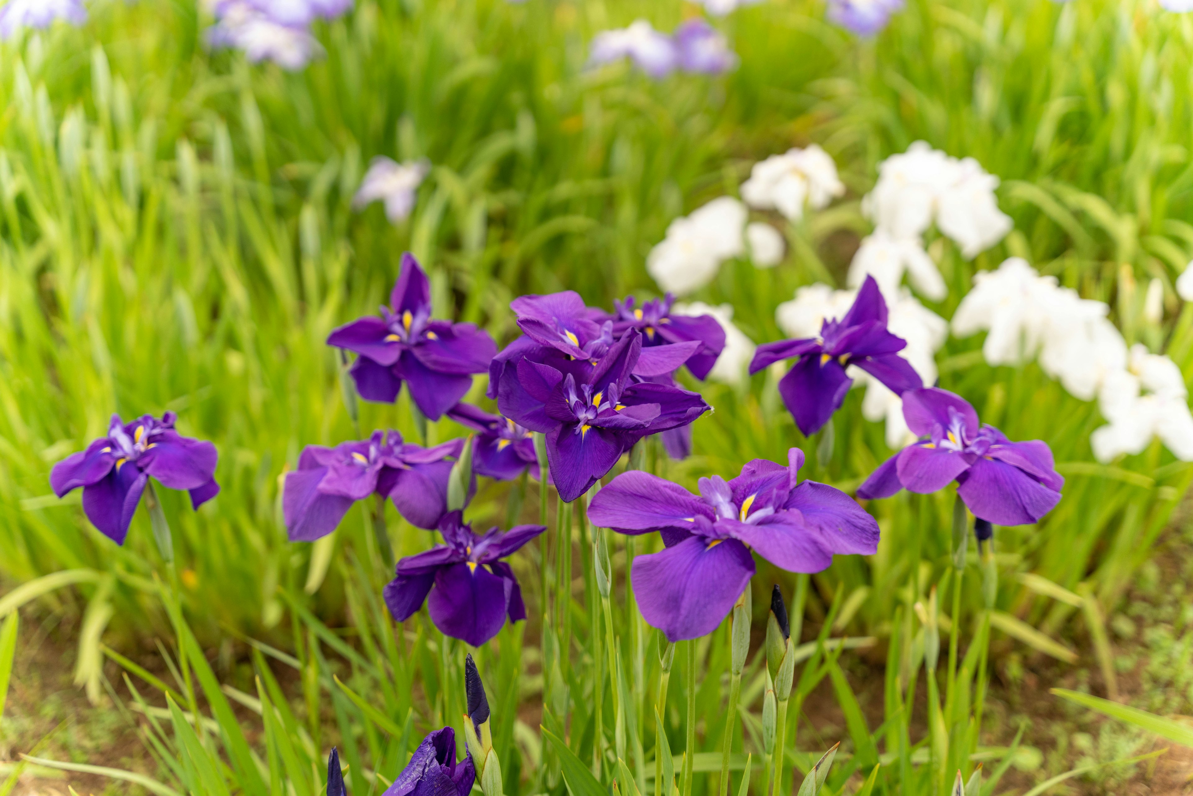 Fiori viola e fiori bianchi che sbocciano in un prato verde