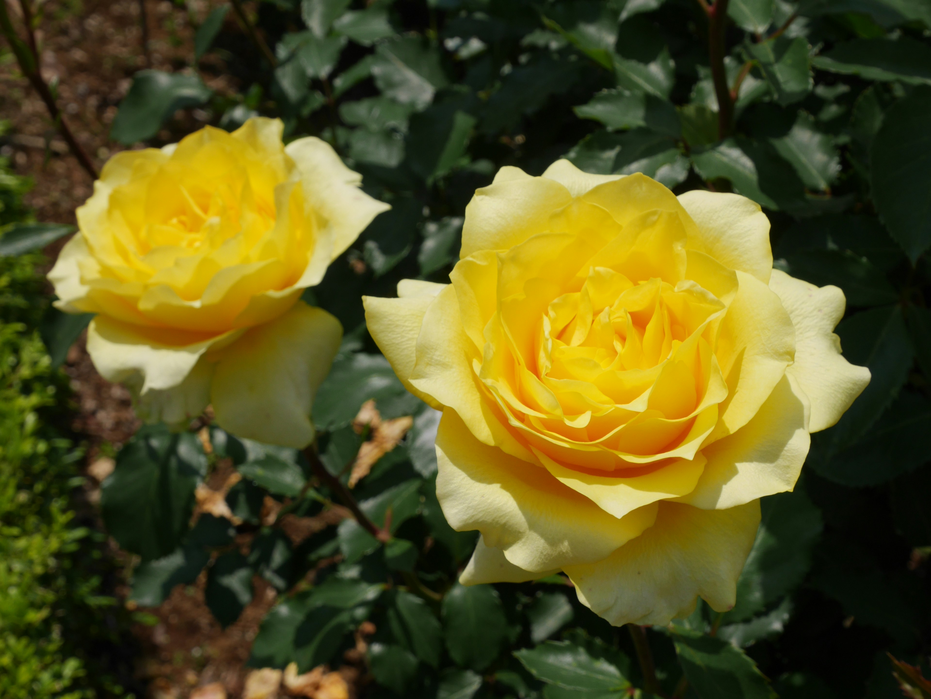 Two blooming yellow roses in a garden setting