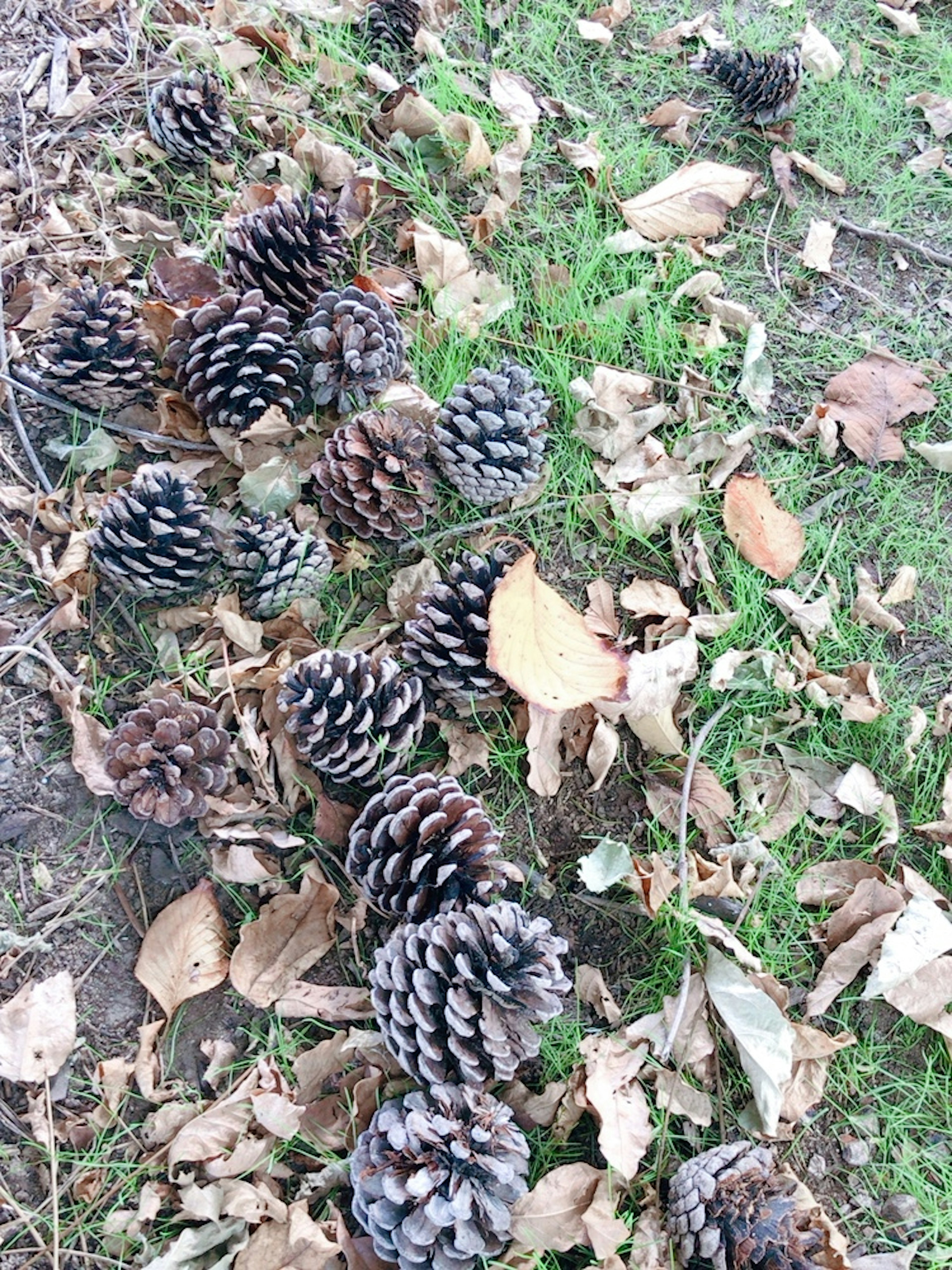 Pine cones scattered on the ground among dried leaves