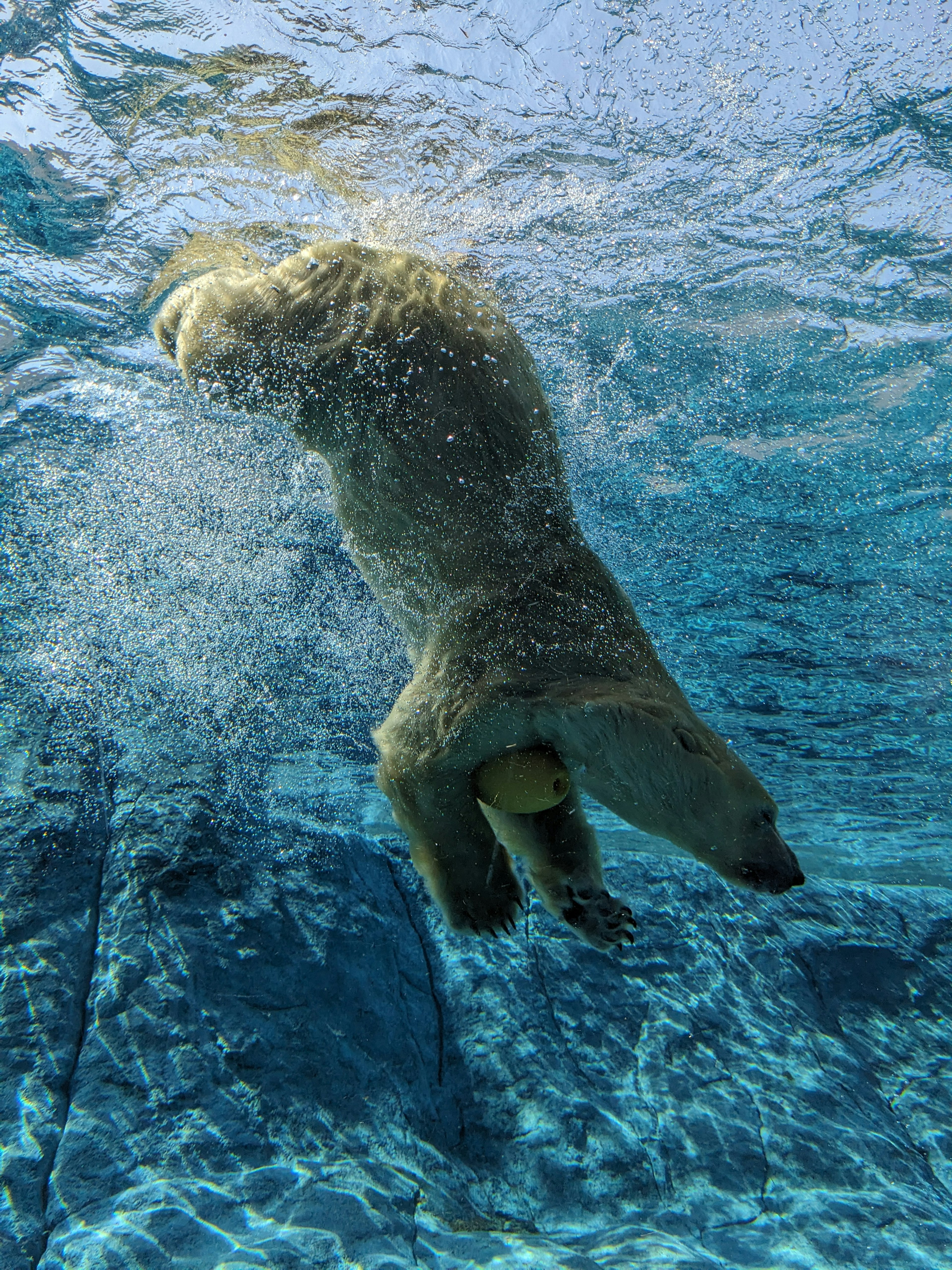 Diving polar bear underwater with splashes