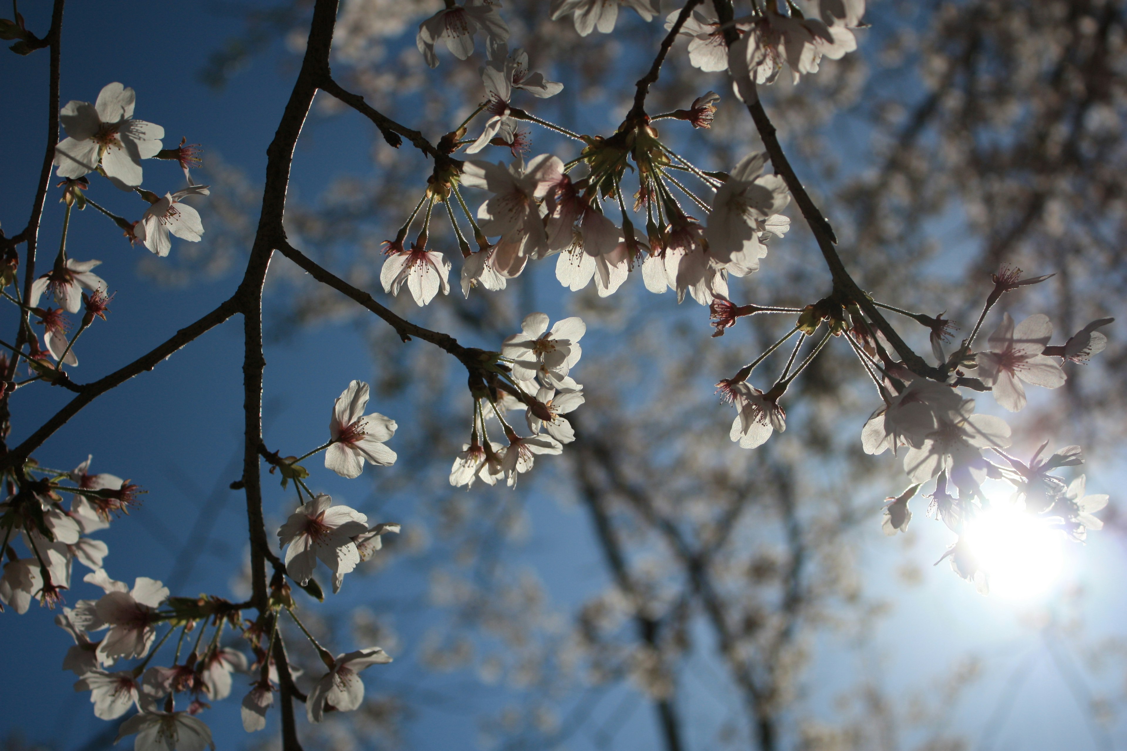 Flores de cerezo floreciendo bajo un cielo azul con luz solar