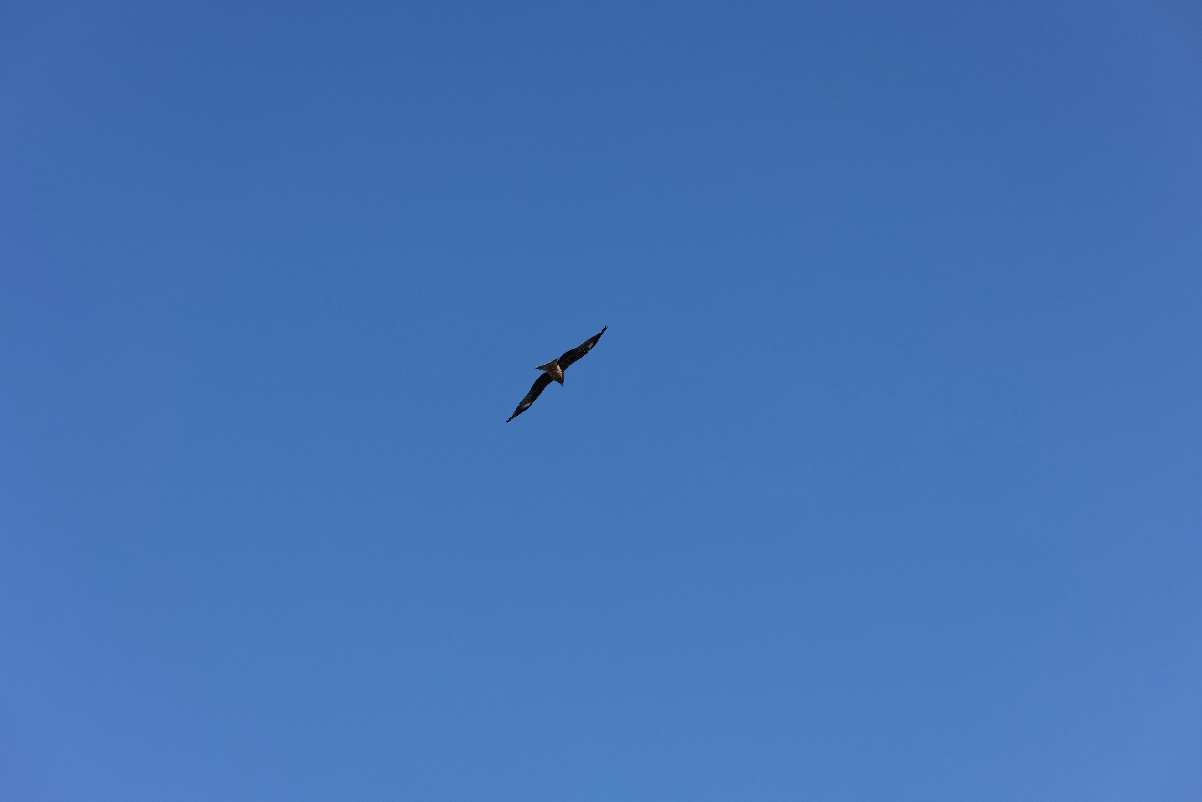 Silueta de un pájaro volando contra un cielo azul