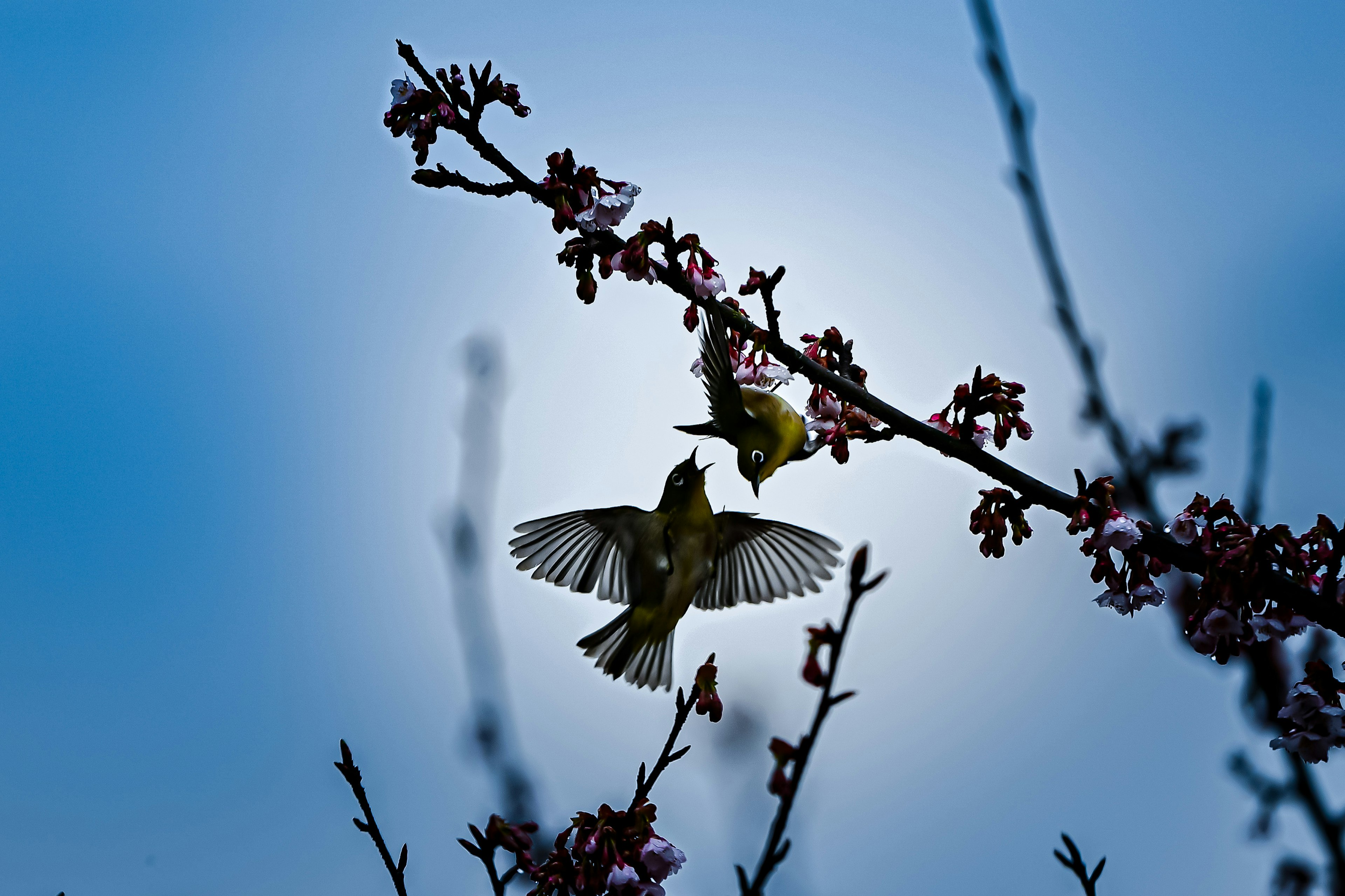 青空を背景にした花の枝にとまる小鳥たち