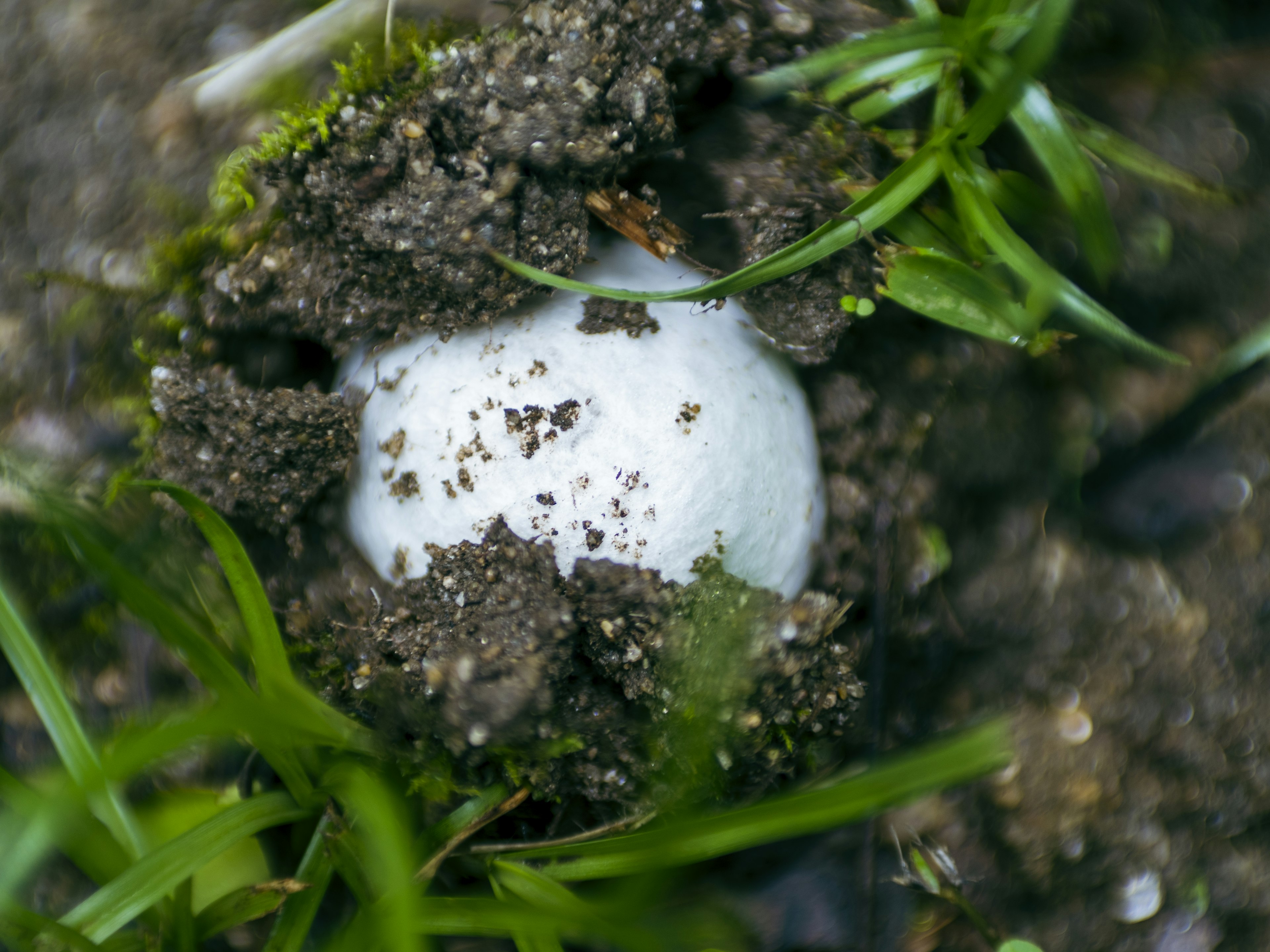 A white egg partially buried in soil surrounded by green grass