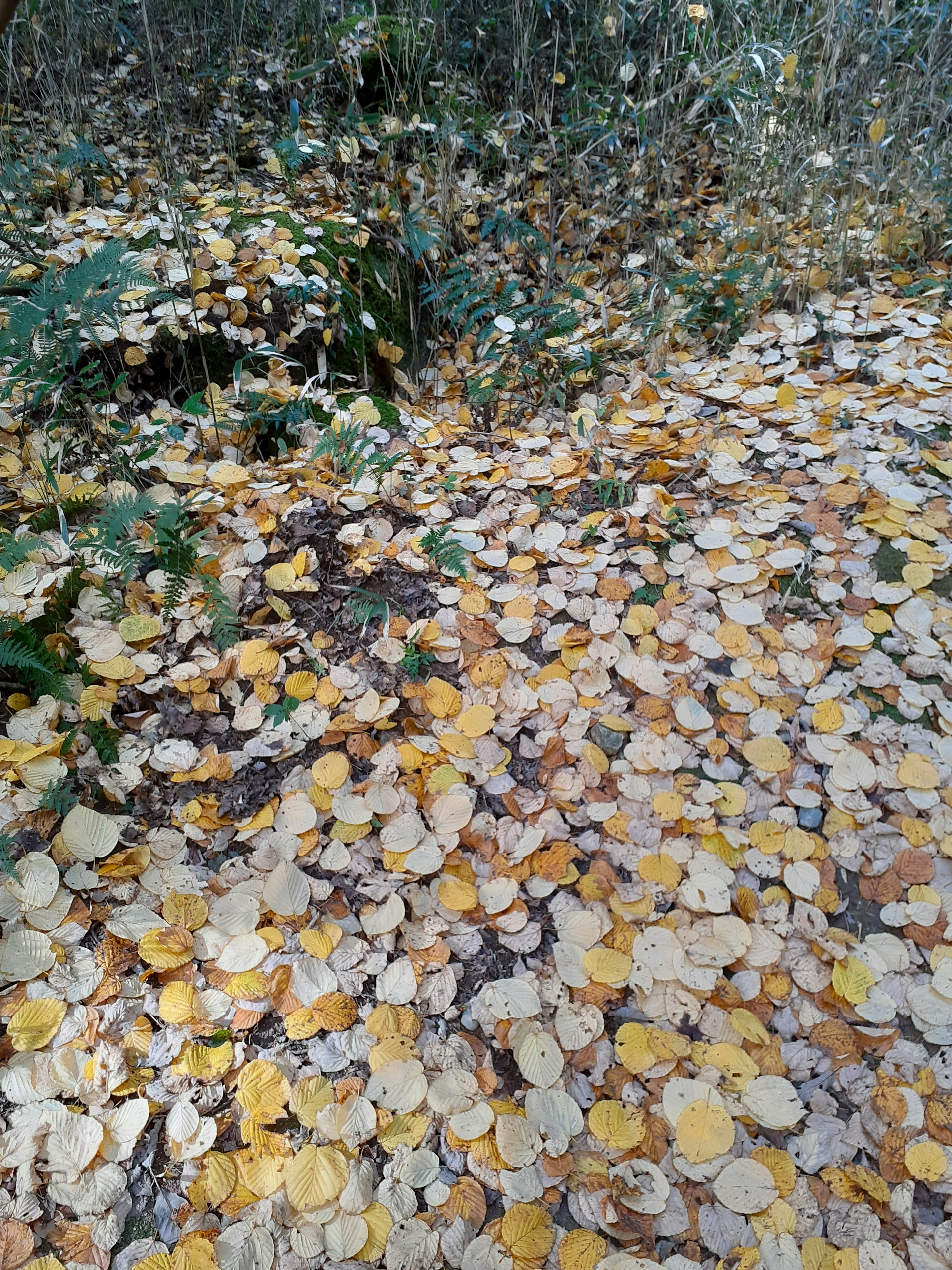 A carpet of yellow and white leaves covering the ground