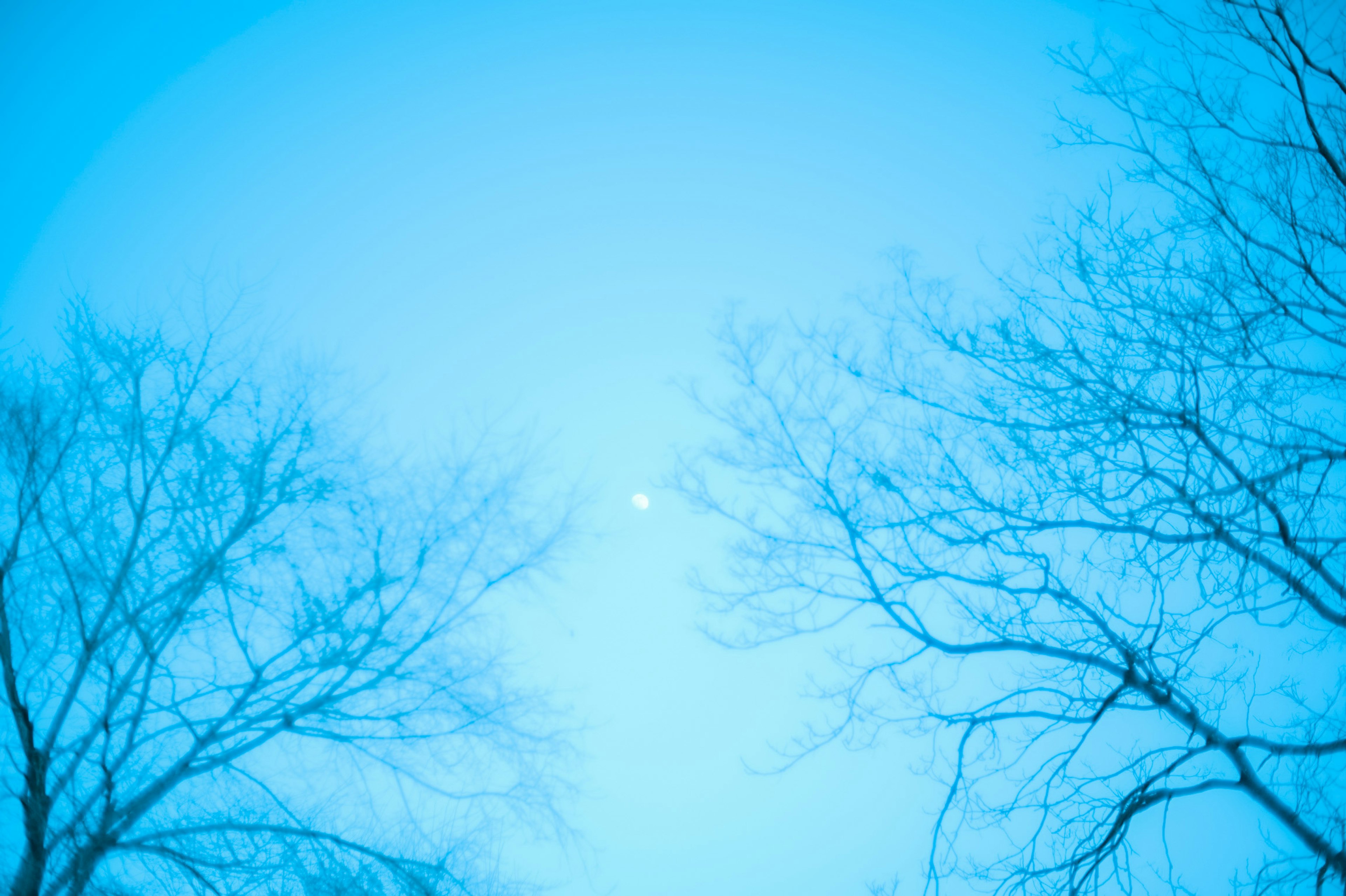 Un ciel bleu serein avec des branches d'arbres délicates en silhouette