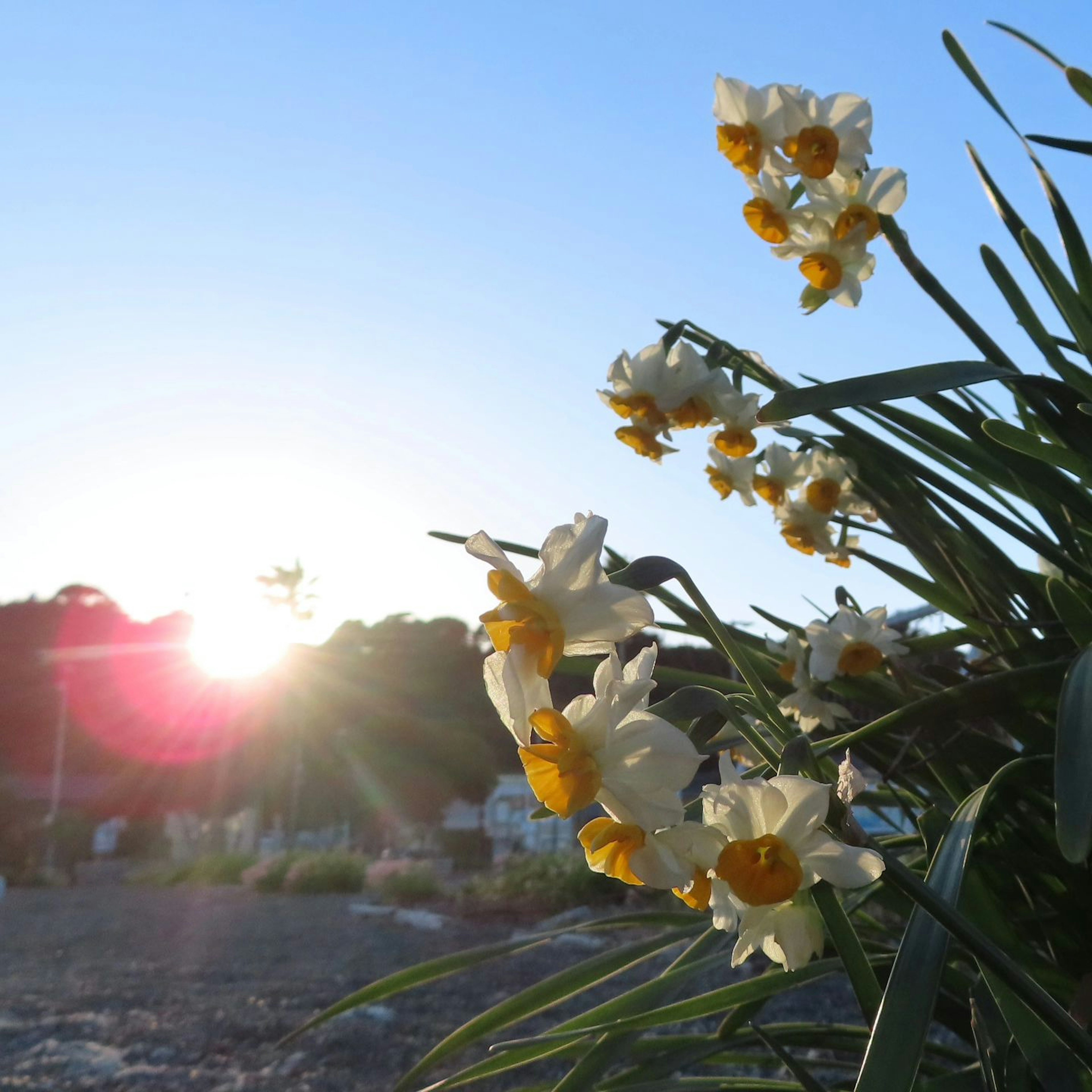 夕日を背景に咲く白い水仙の花と緑の葉