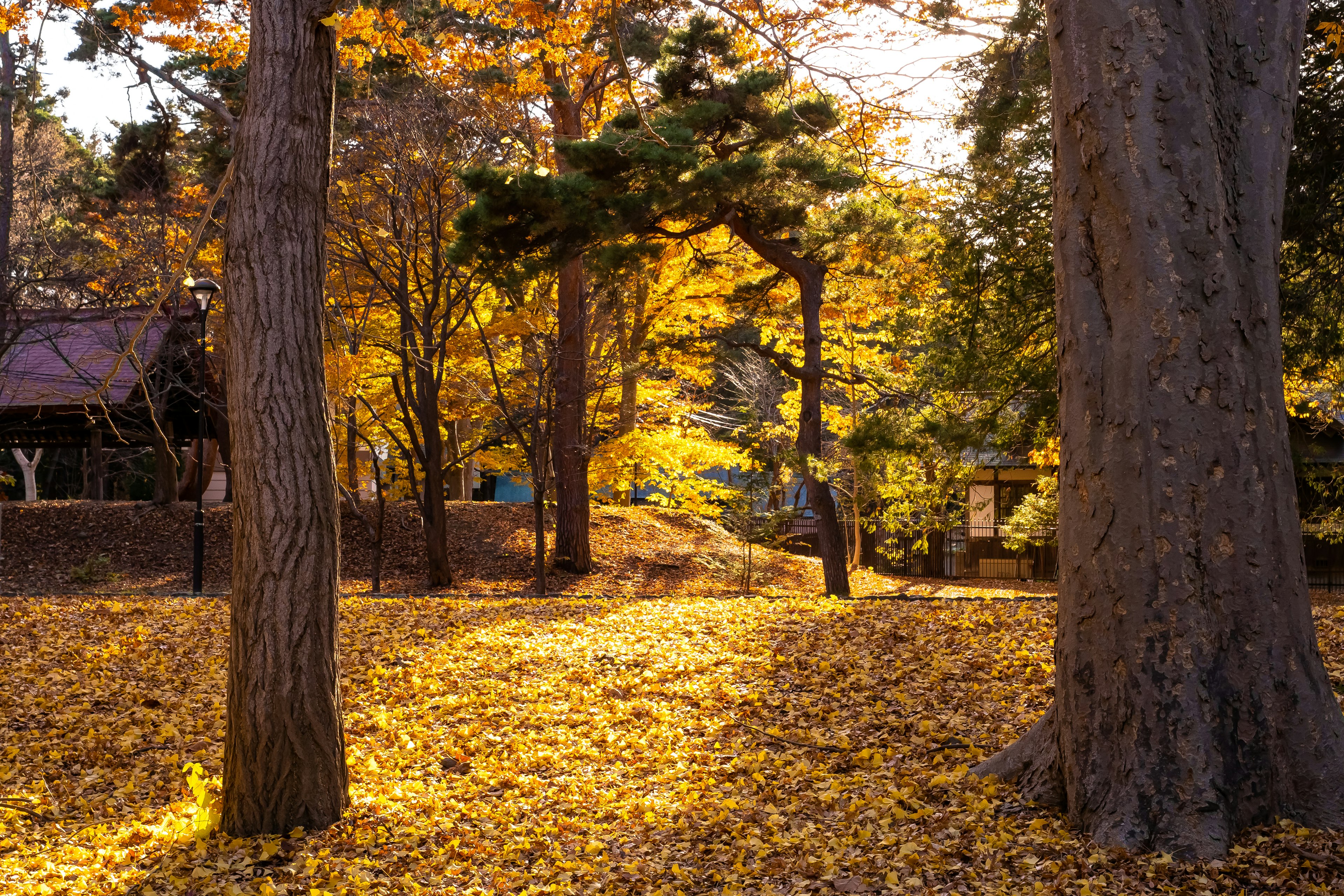 Scenario autunnale in un parco con foglie gialle vivaci che coprono il terreno e alberi imponenti