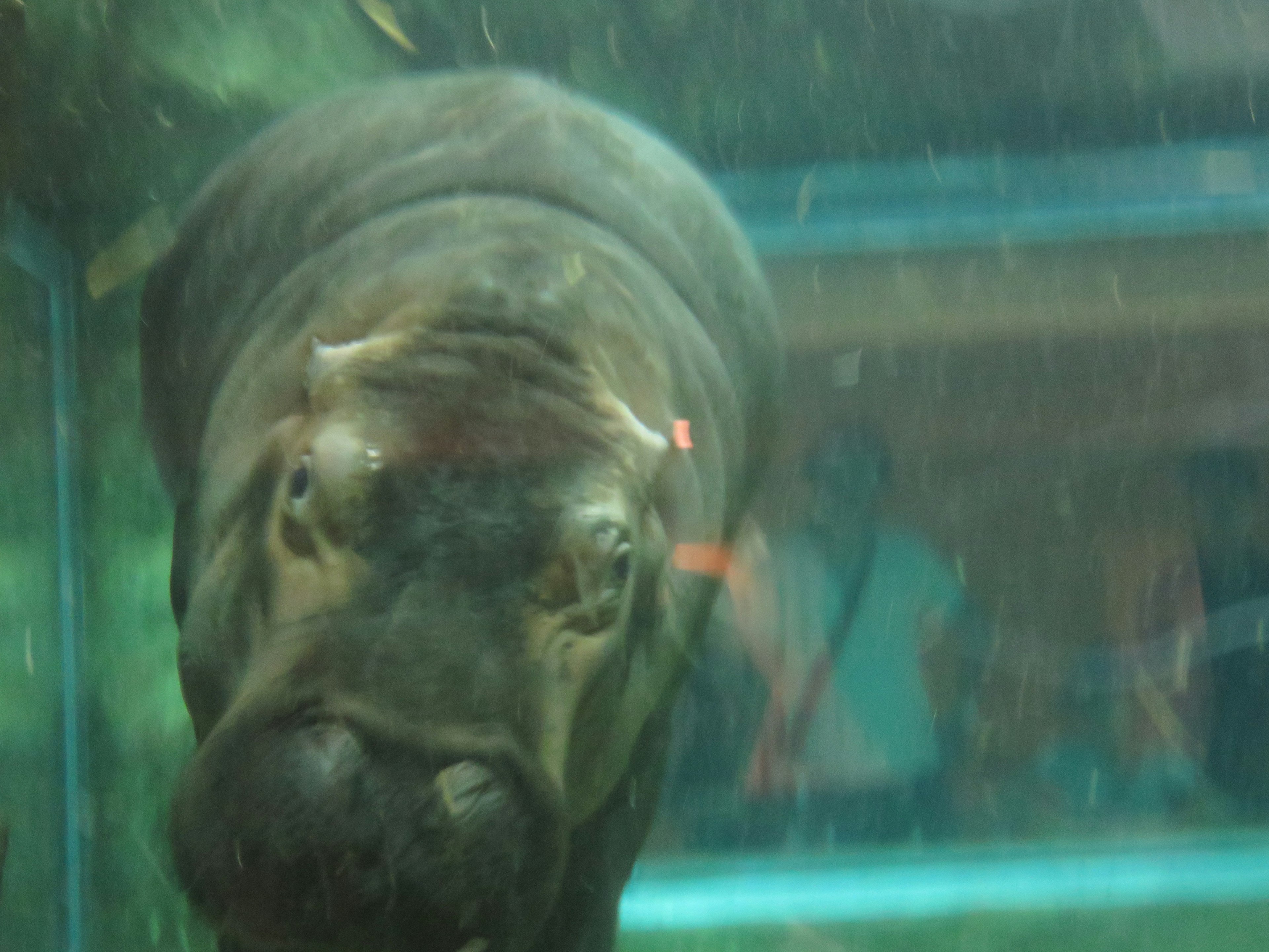 Immagine del volto di un ippopotamo sott'acqua