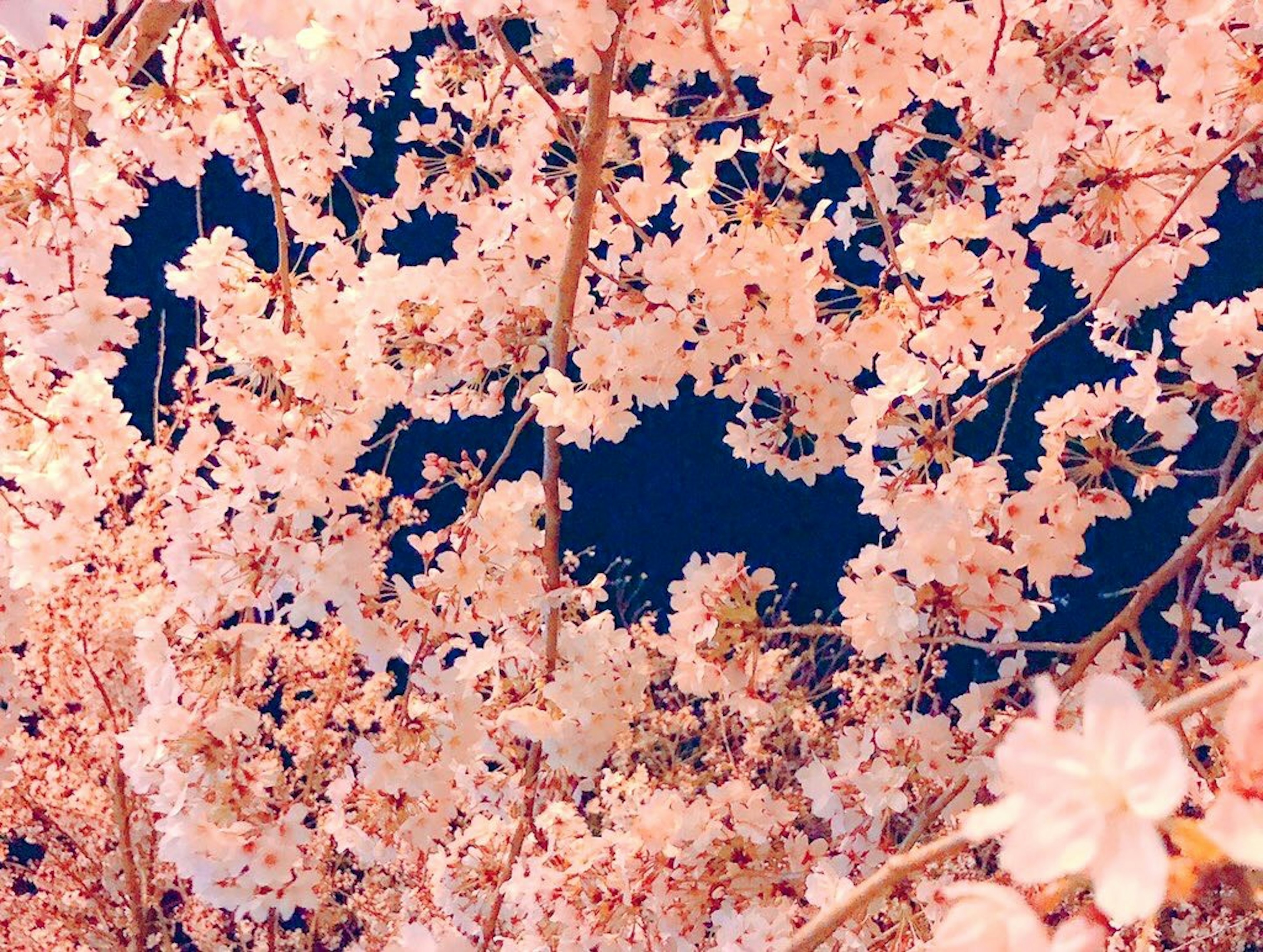 Bellissimo scenario di ciliegi in fiore con petali rosa chiaro in evidenza