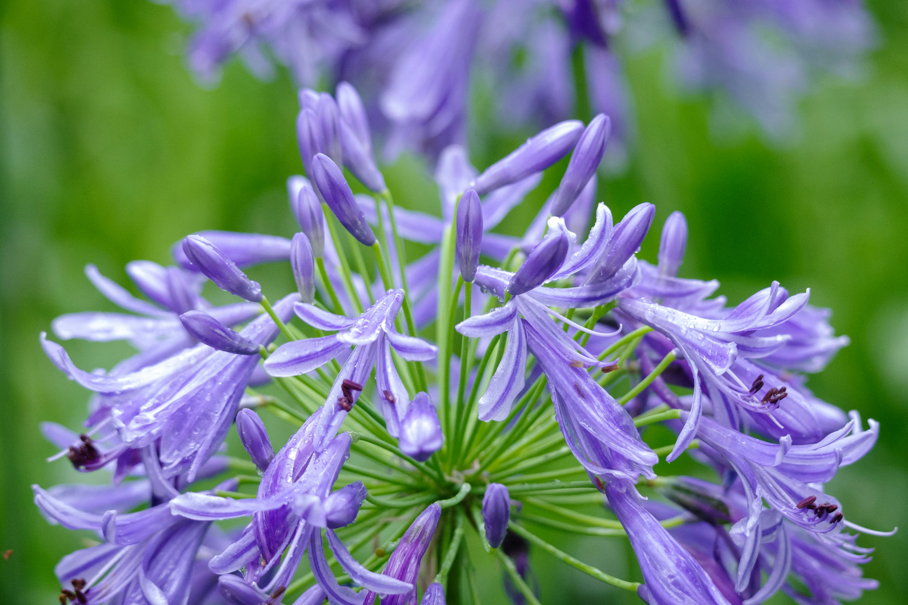 Nahaufnahme von lila Blumen mit zarten Blütenblättern und grünen Stielen