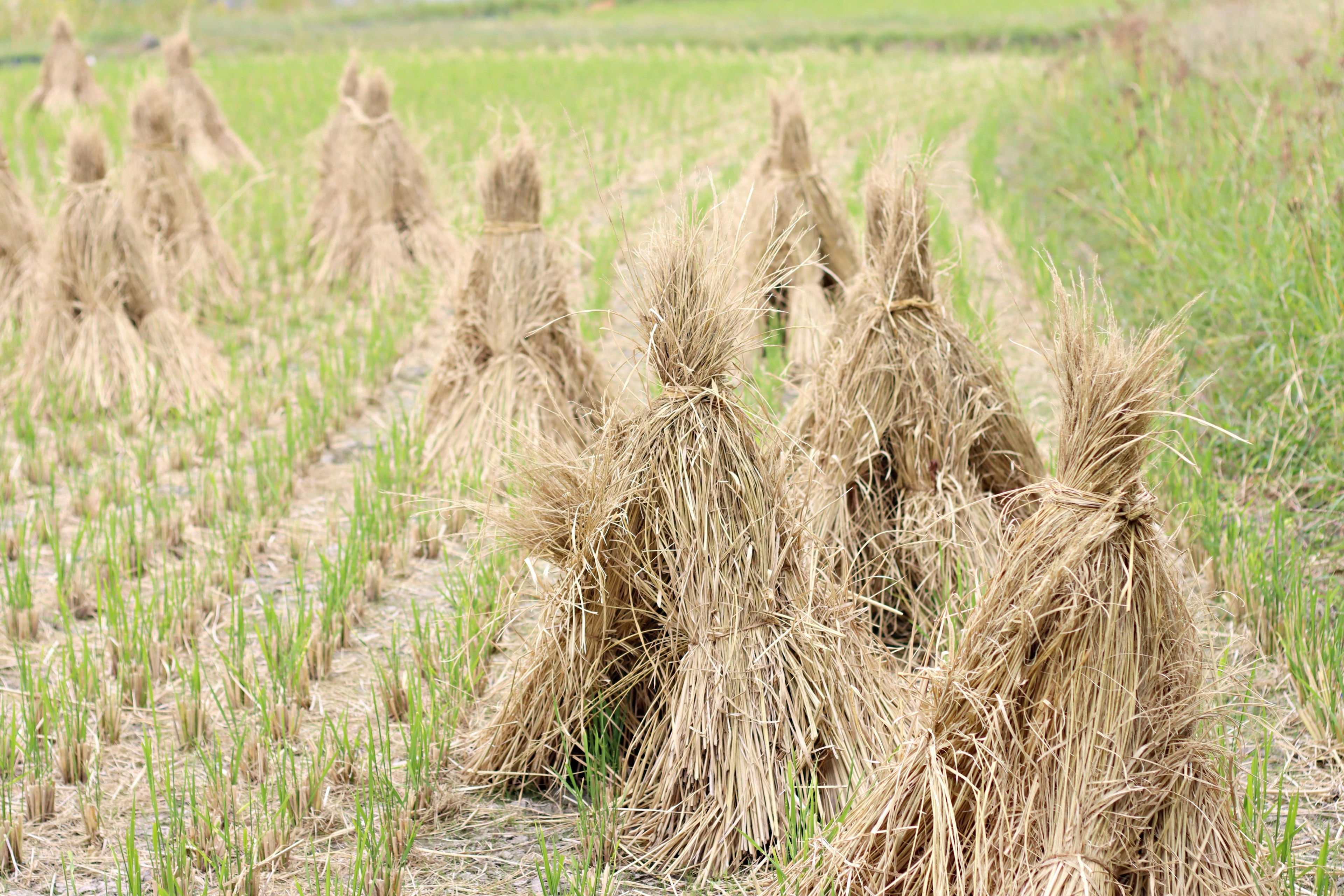 Ikatan jerami yang tersusun di ladang padi dengan tanaman padi hijau