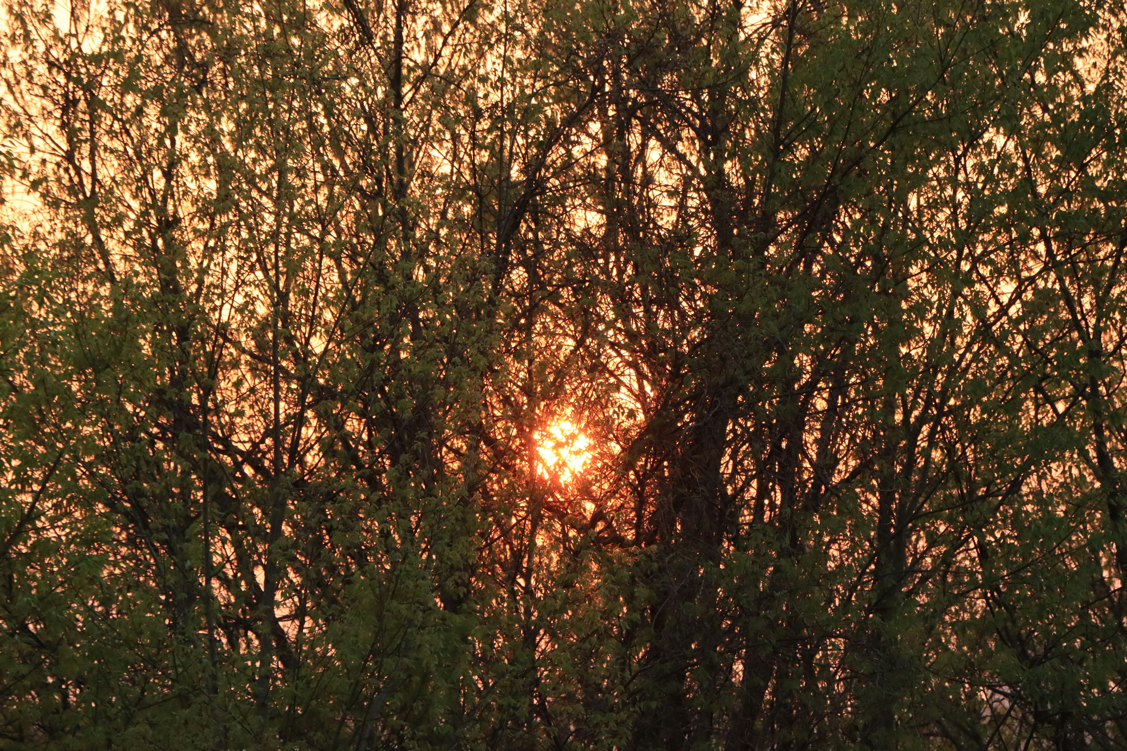 木々の間から見える夕日とオレンジ色の空