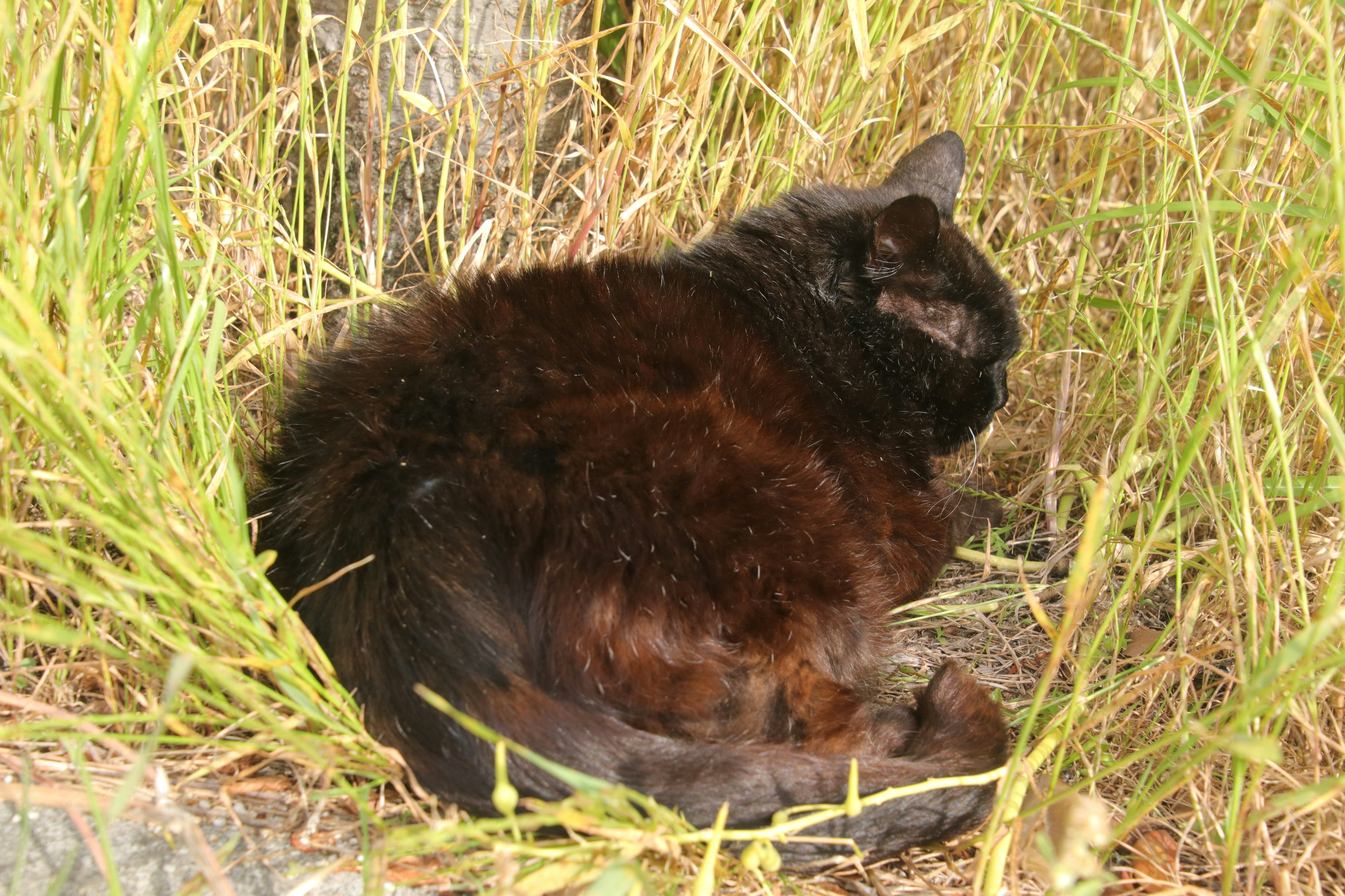 Un gato de pelaje negro acurrucado en hierba alta