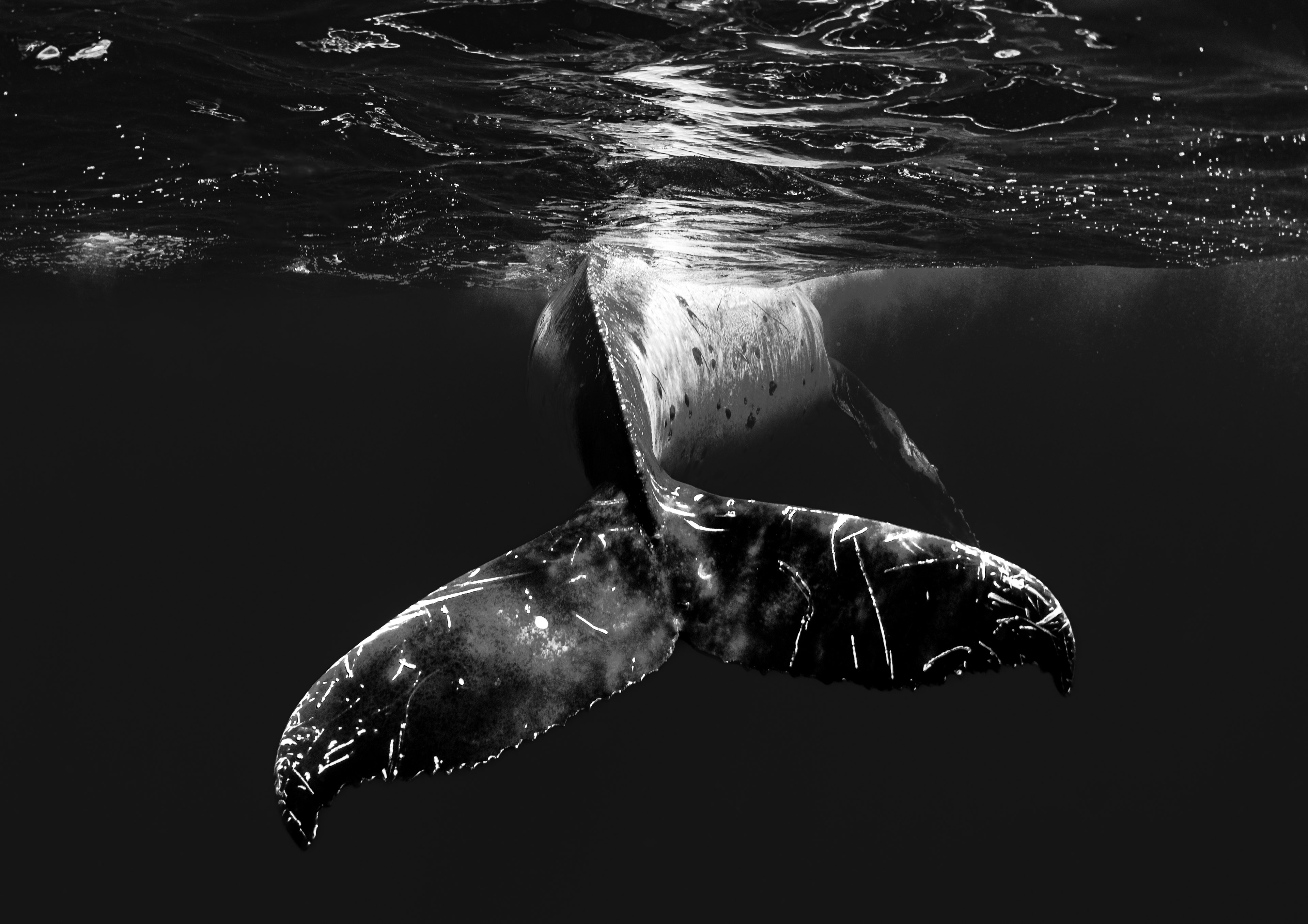 水中にいるクジラの尾ひれの部分が見えるモノクロ画像