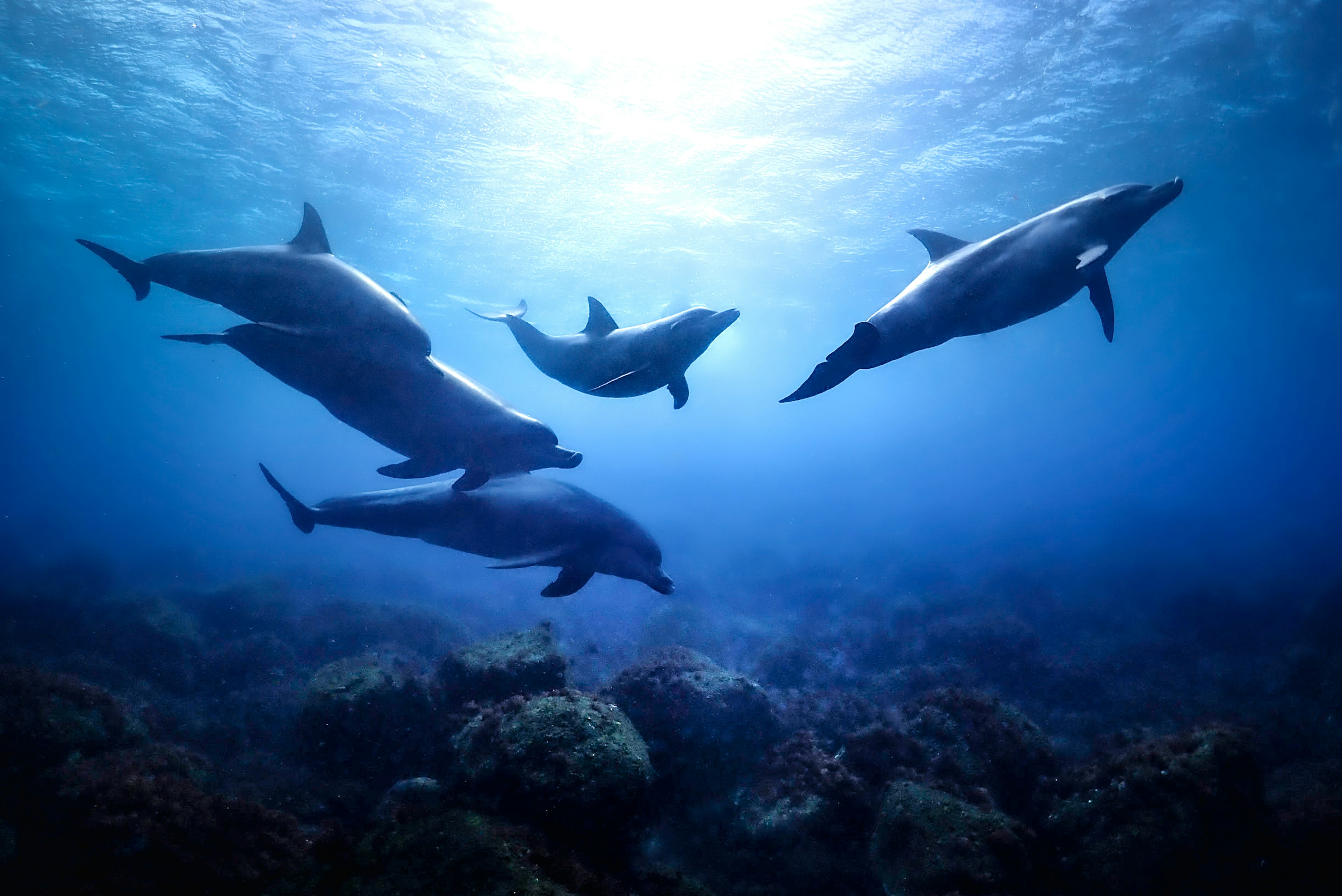 Un groupe de dauphins nageant sous l'eau avec un fond océan bleu