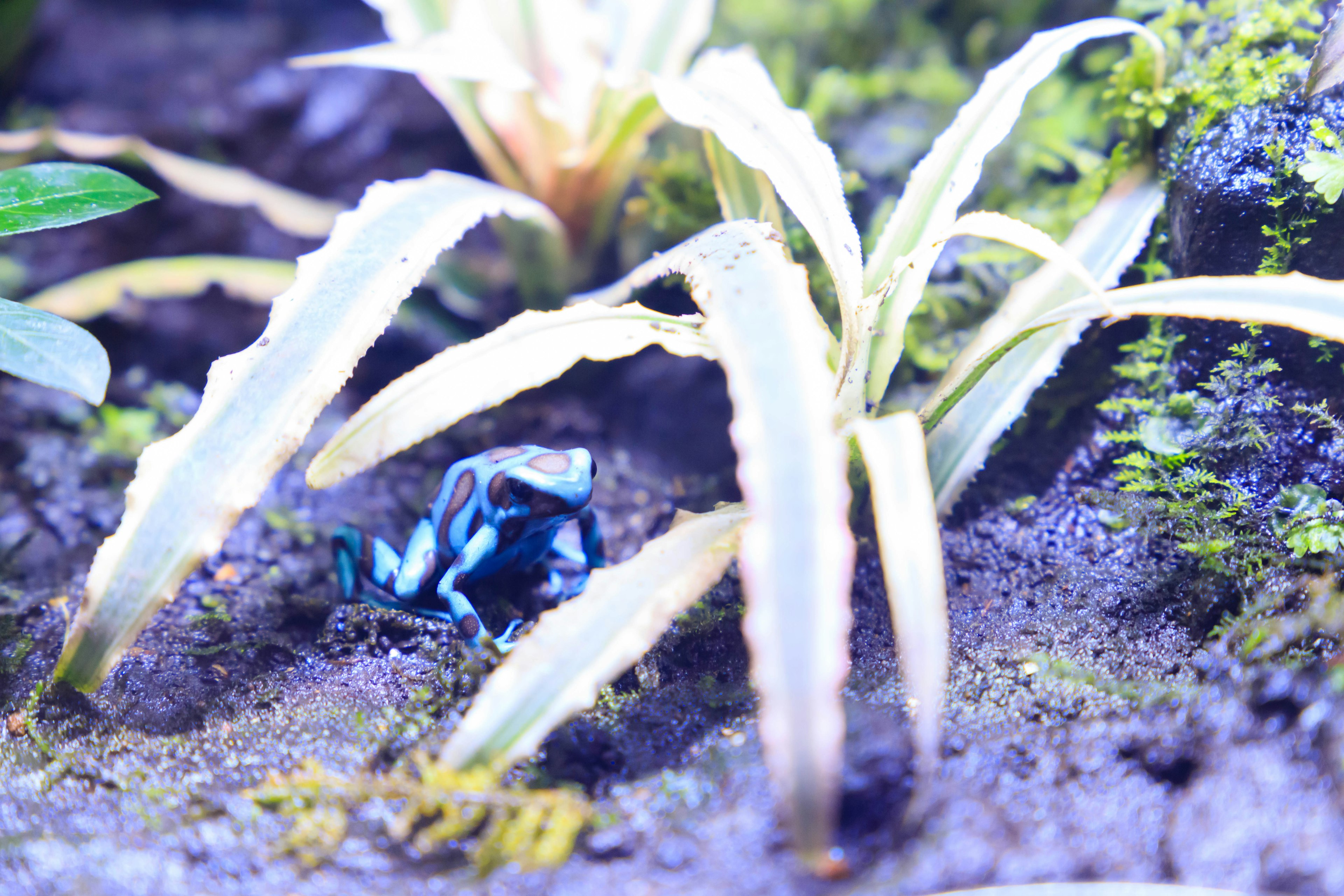 Katak panah biru yang tersembunyi di antara tanaman tropis