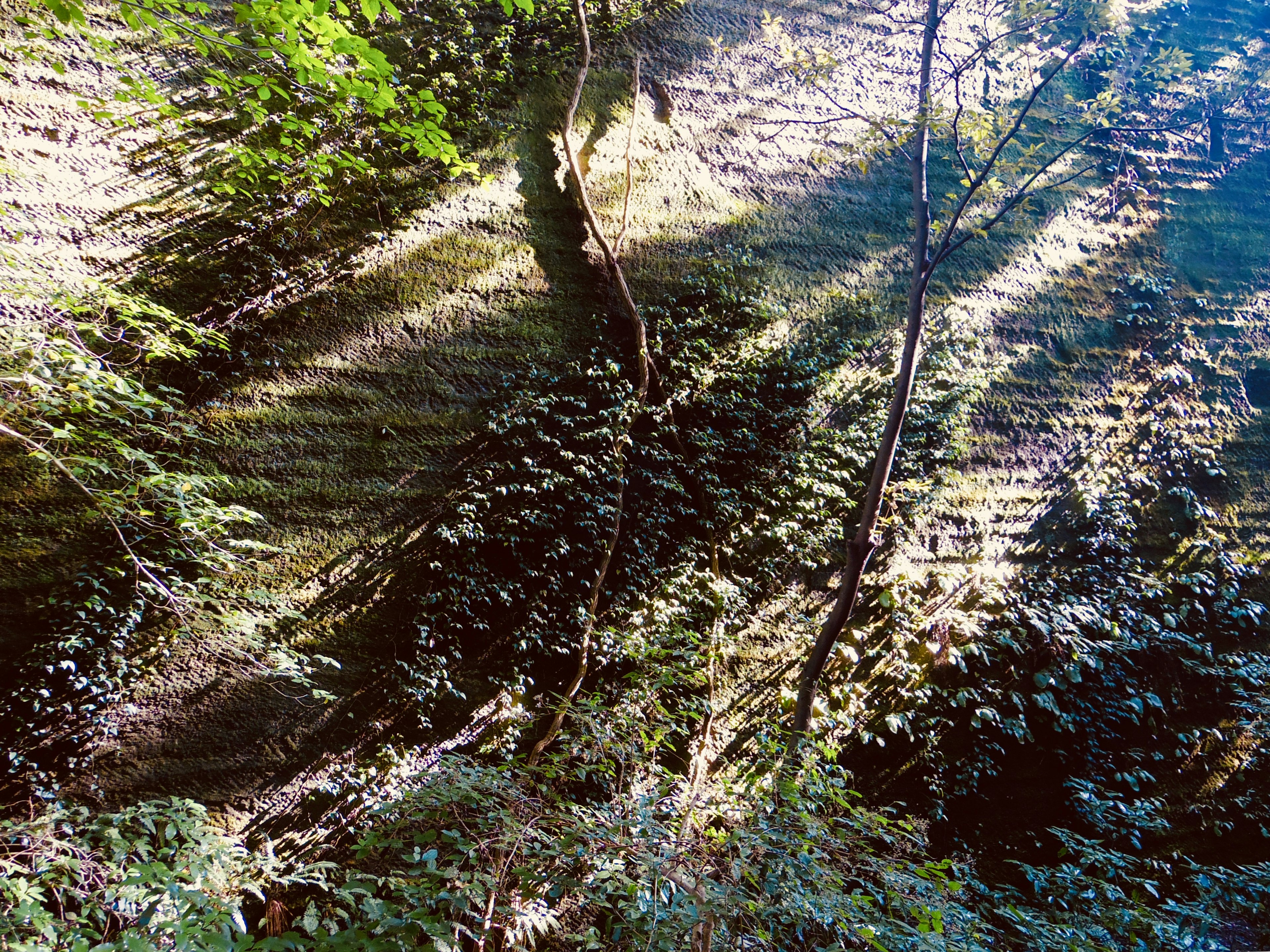 Lush green forest floor with tree shadows