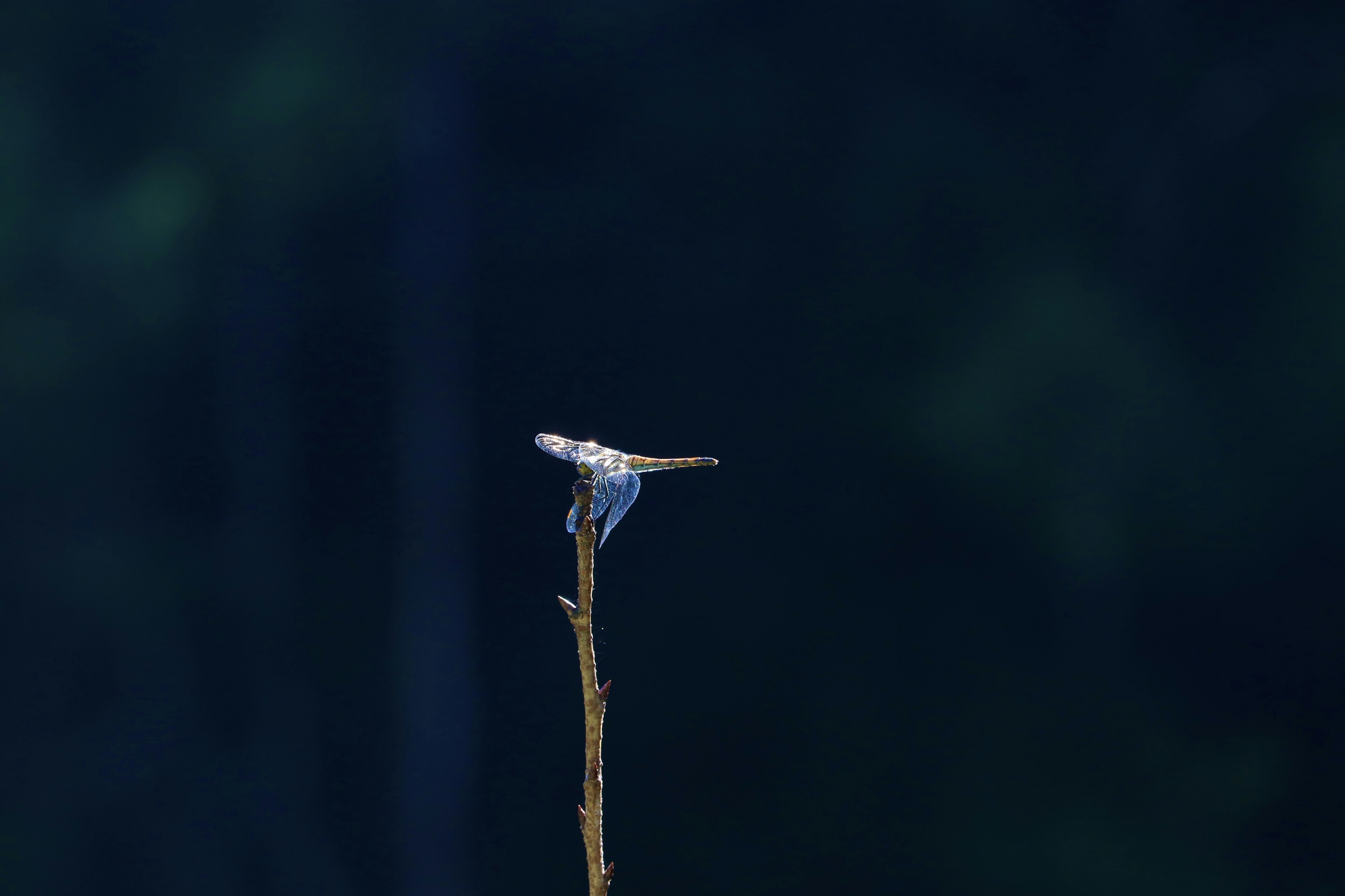 Ein kleiner Vogel, der auf der Spitze eines Zweigs vor einem blauen Hintergrund sitzt