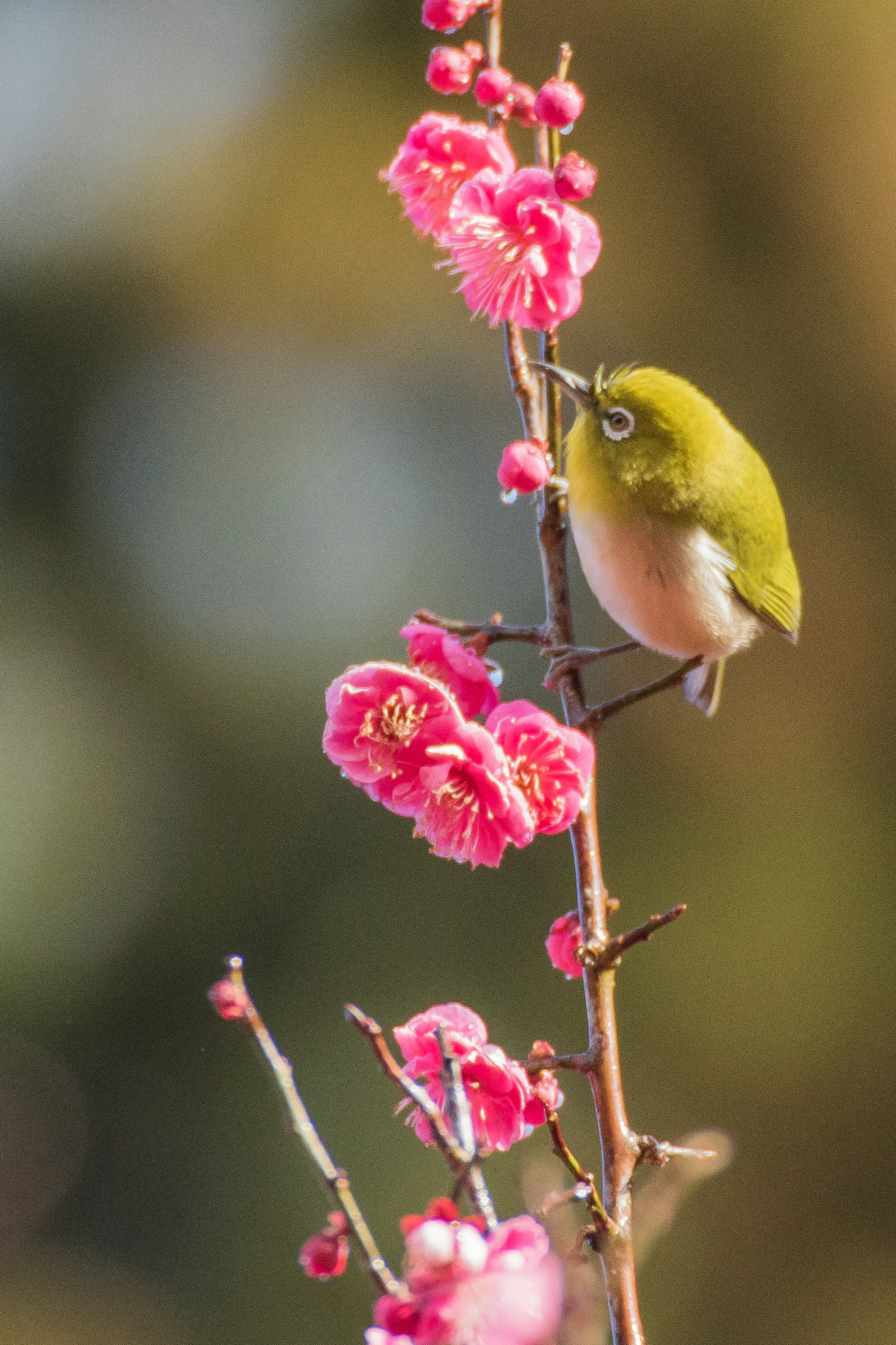 緑色の小鳥がピンクの花に止まっている美しい風景