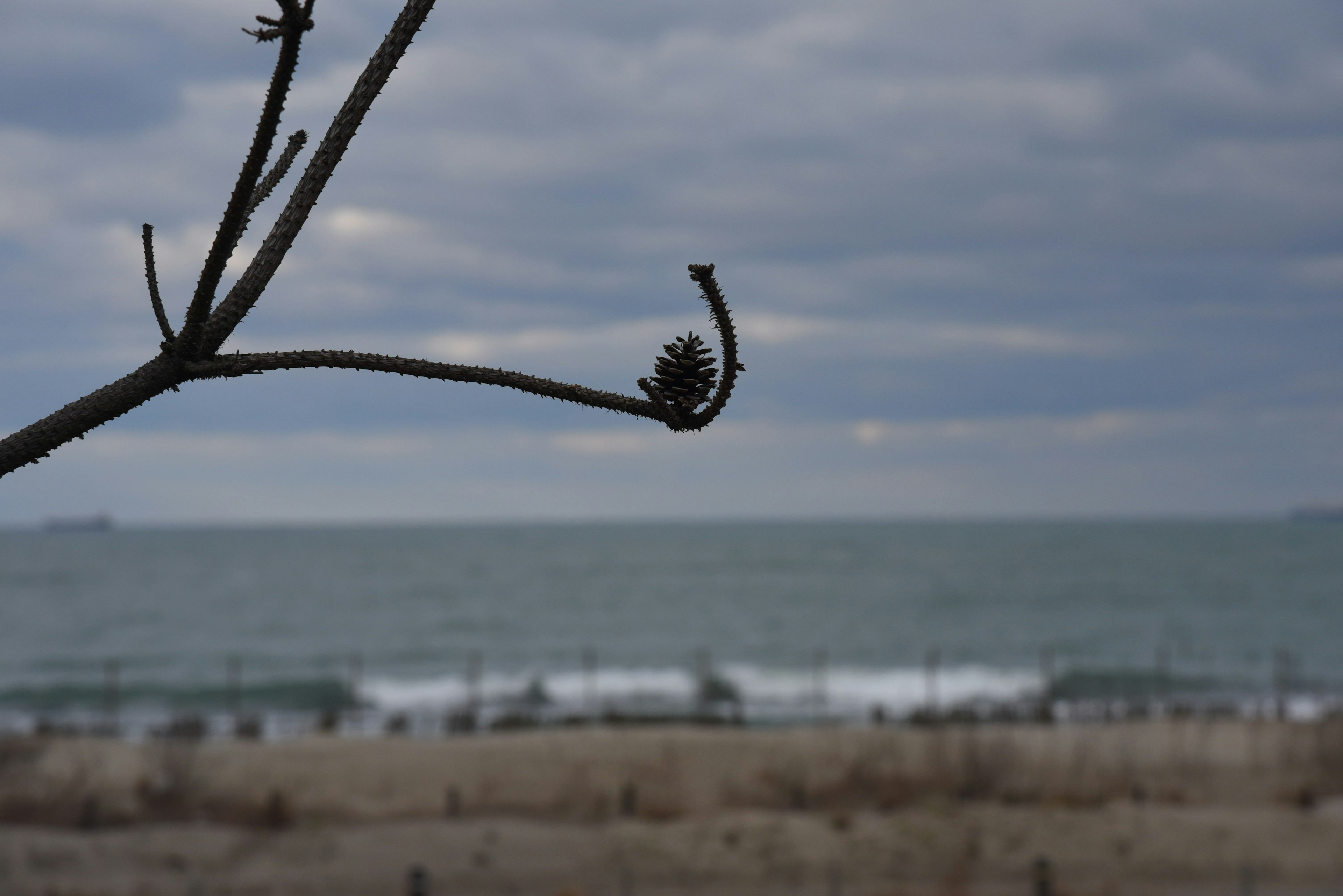 海と曇り空を背景にした松ぼっくりのある枝