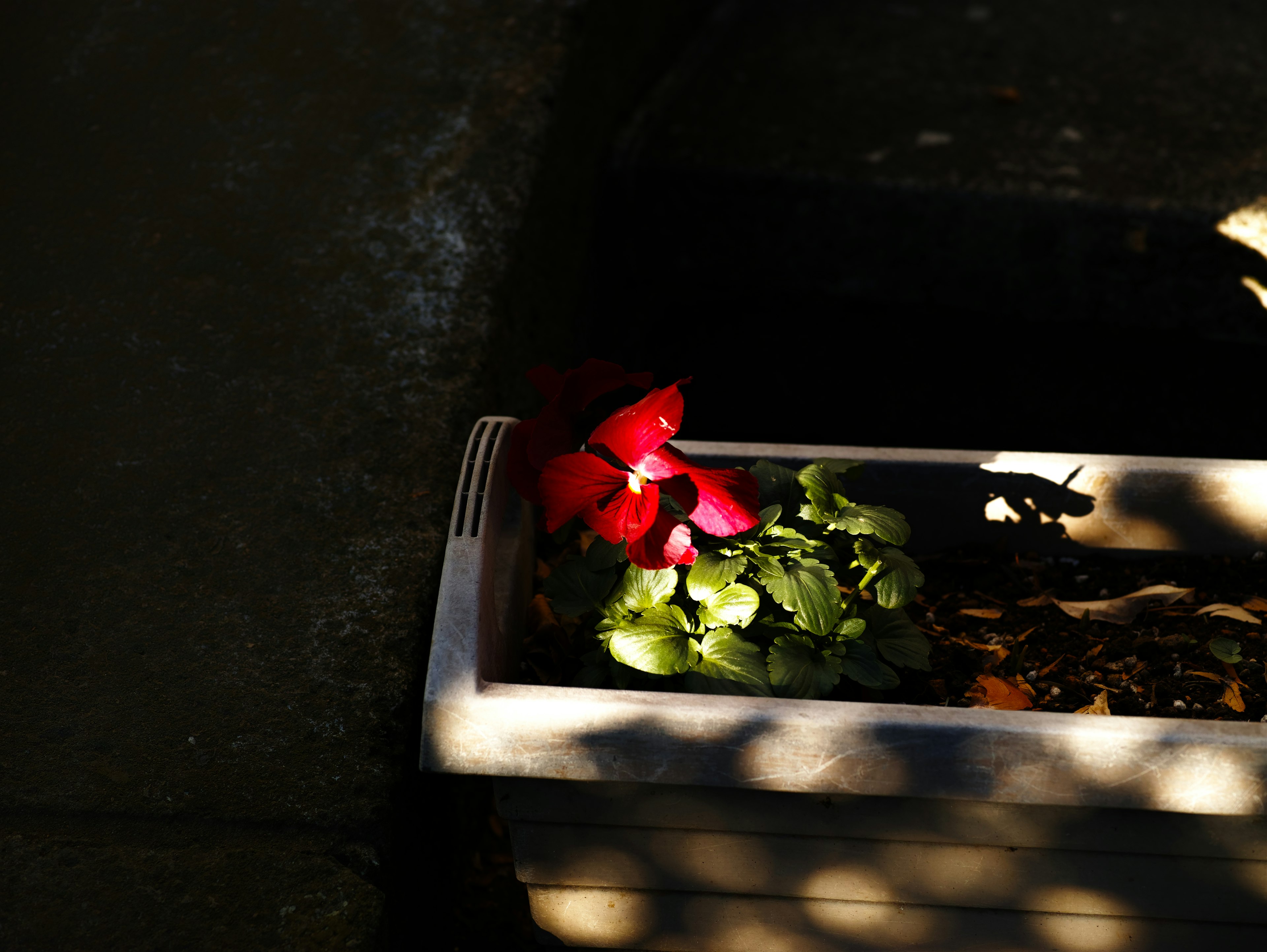 A plant pot featuring red flowers and green leaves