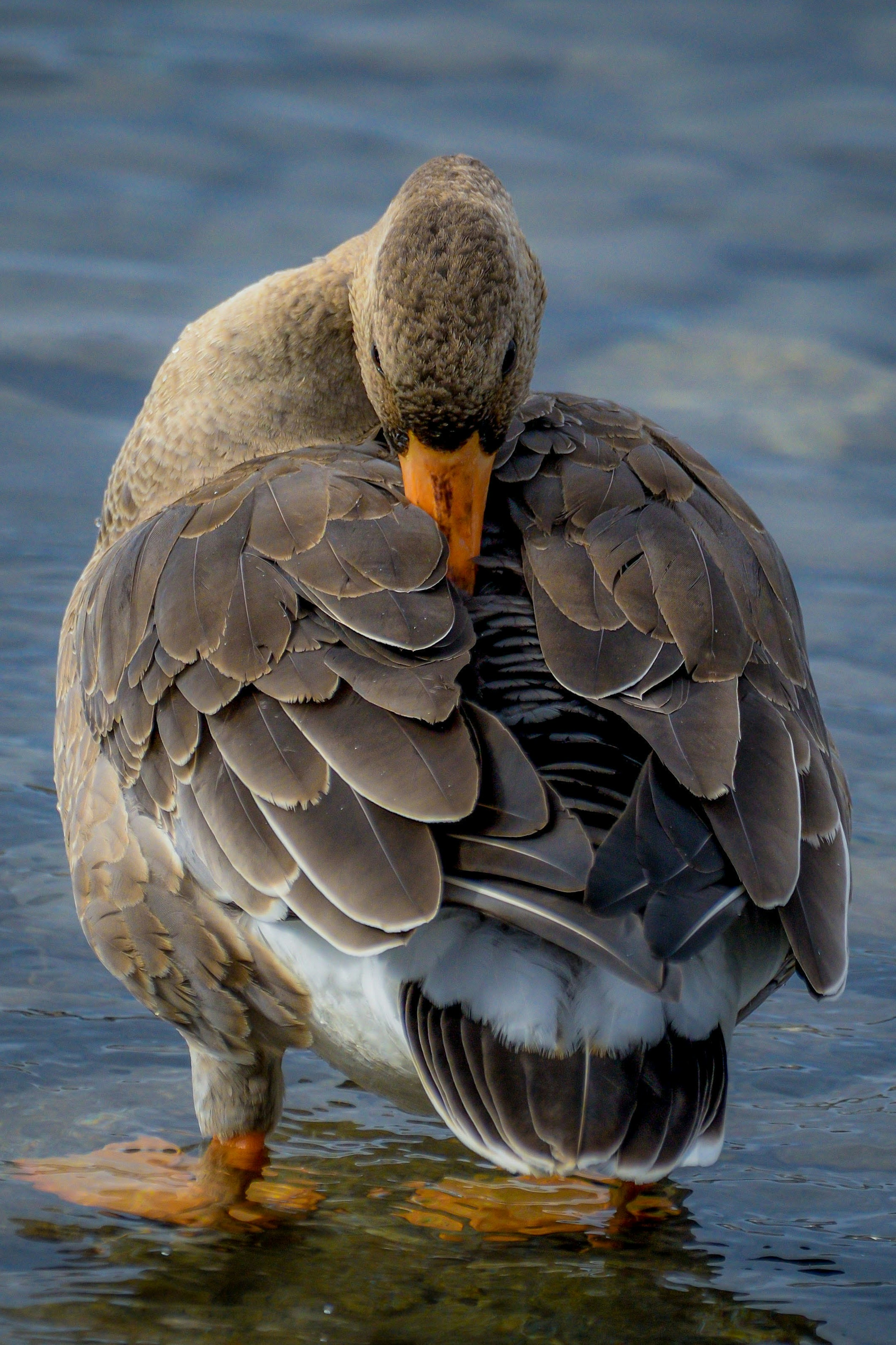 Ganso acicalándose las plumas junto al agua