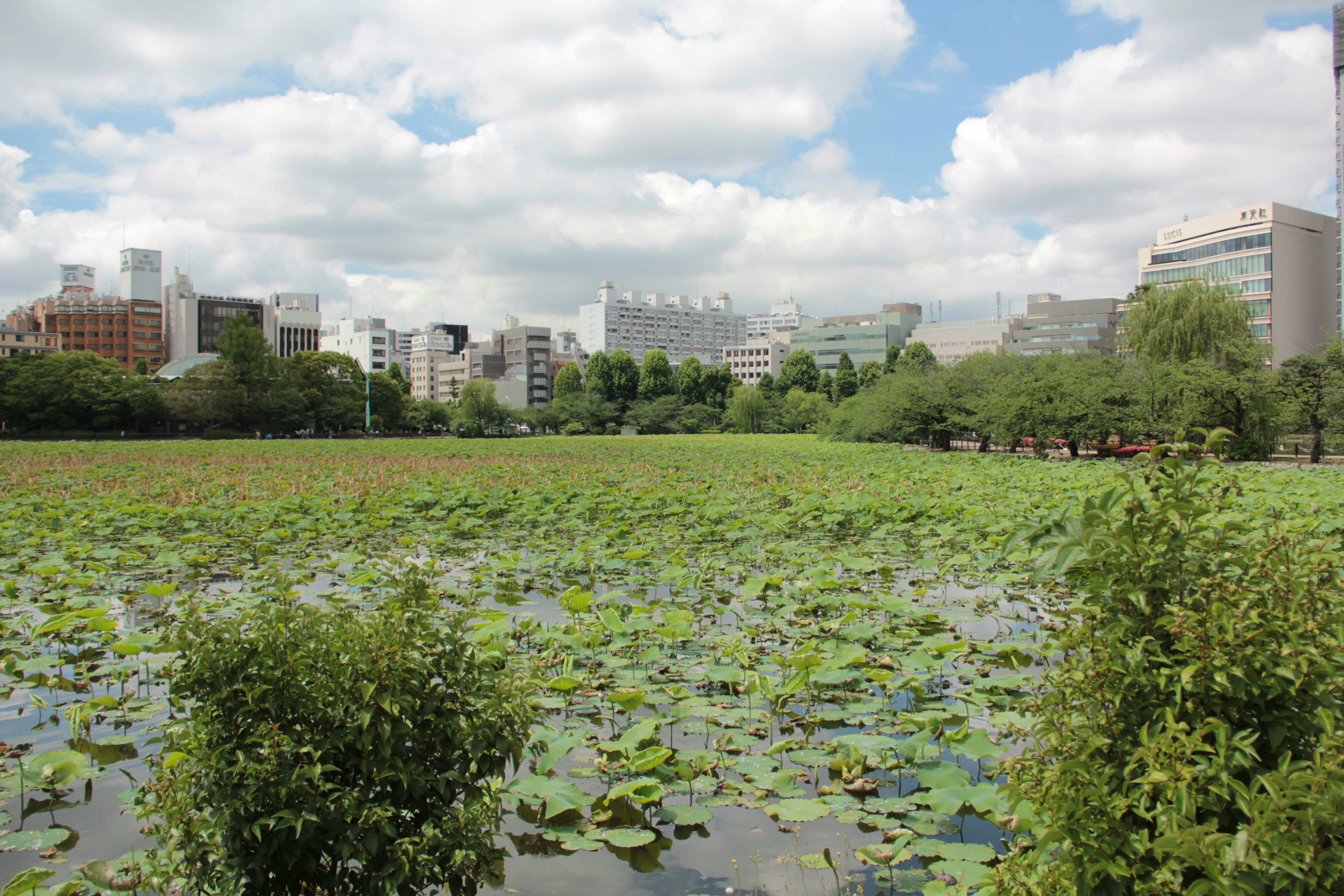 Lotus leaves floating on a pond with a city skyline