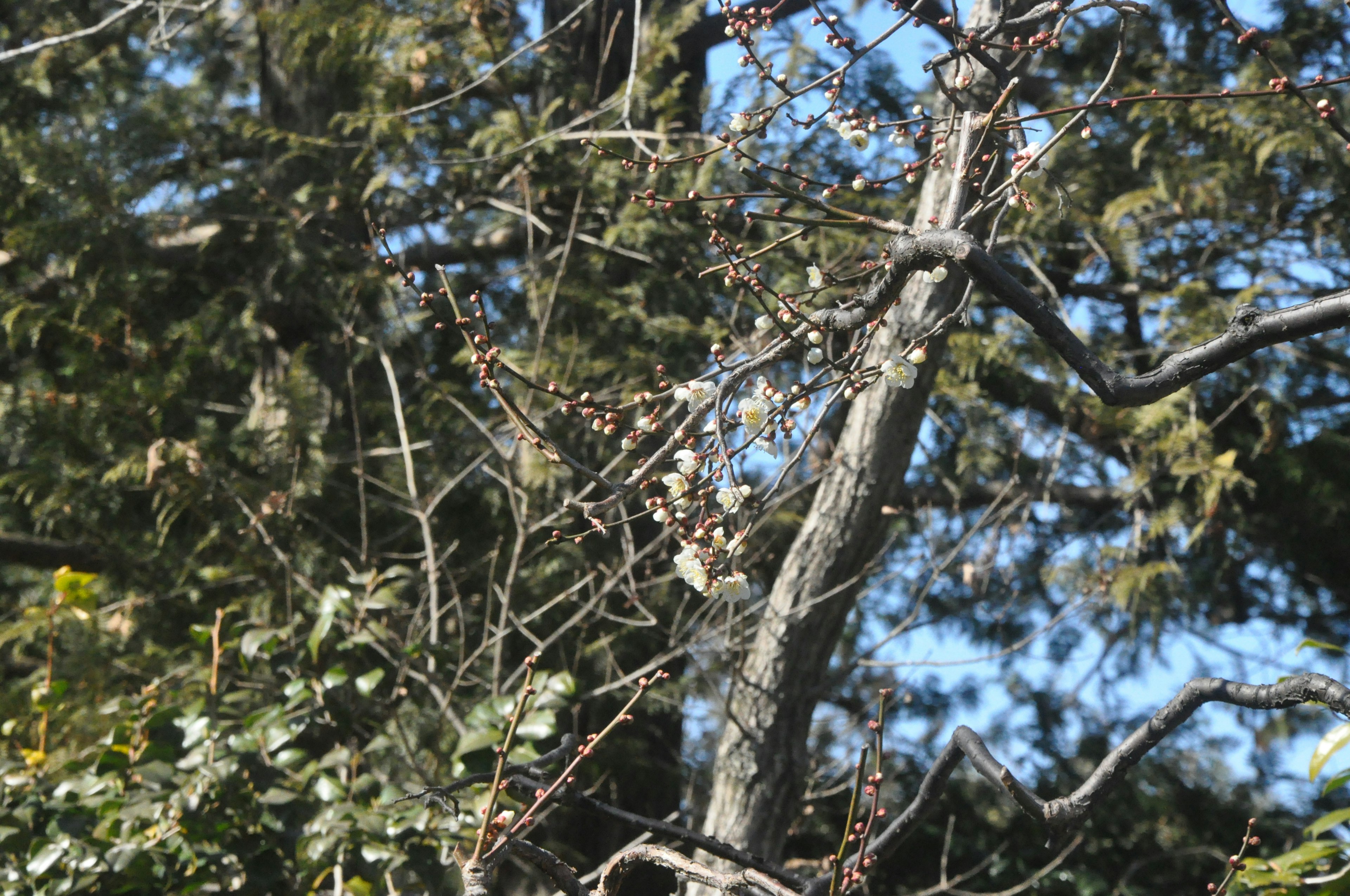 Pájaro posado en una rama de árbol con fondo de cielo azul