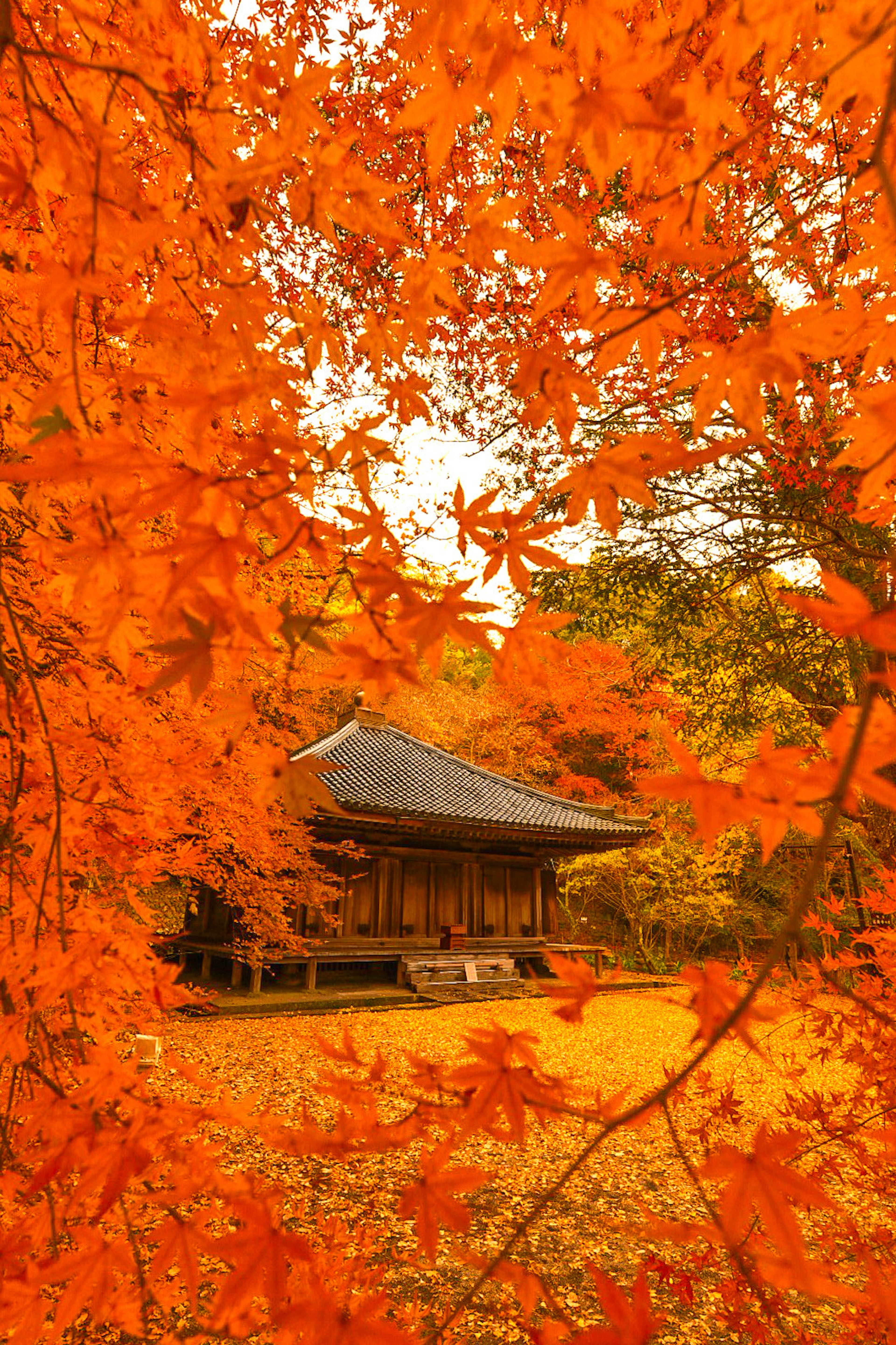 秋の紅葉に囲まれた伝統的な日本の建物