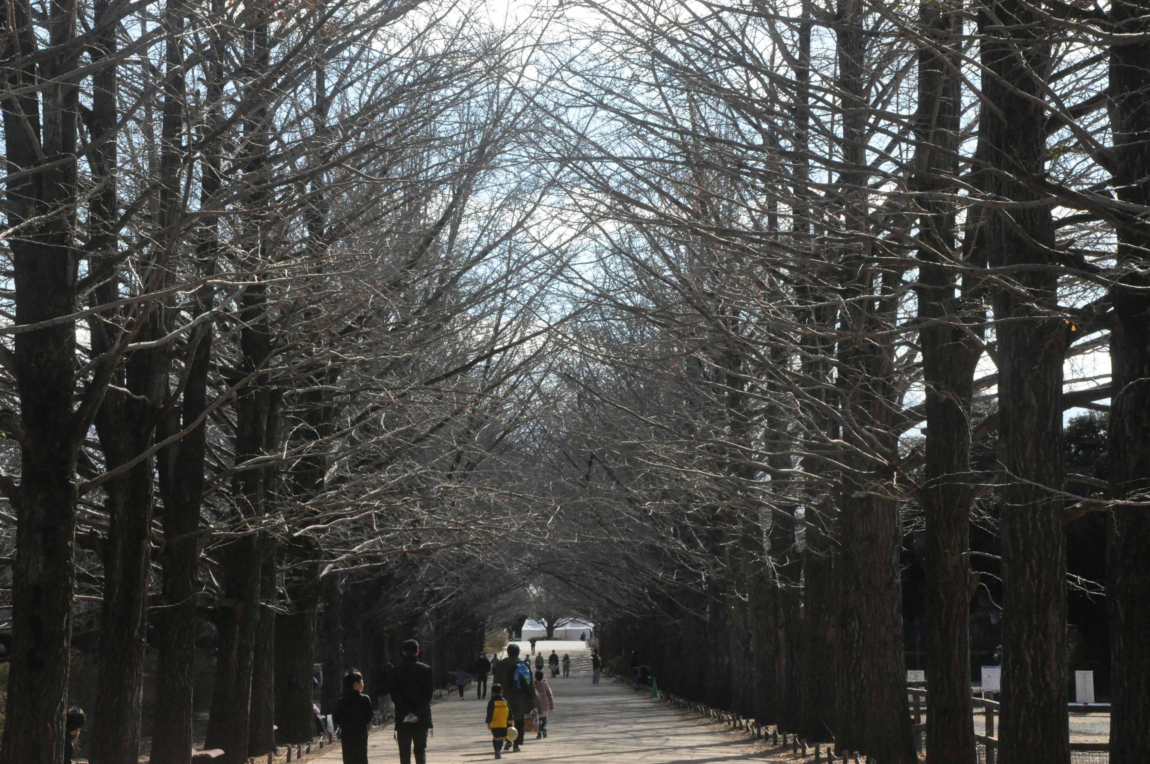 冬の木々が並ぶ道を歩く人々の風景