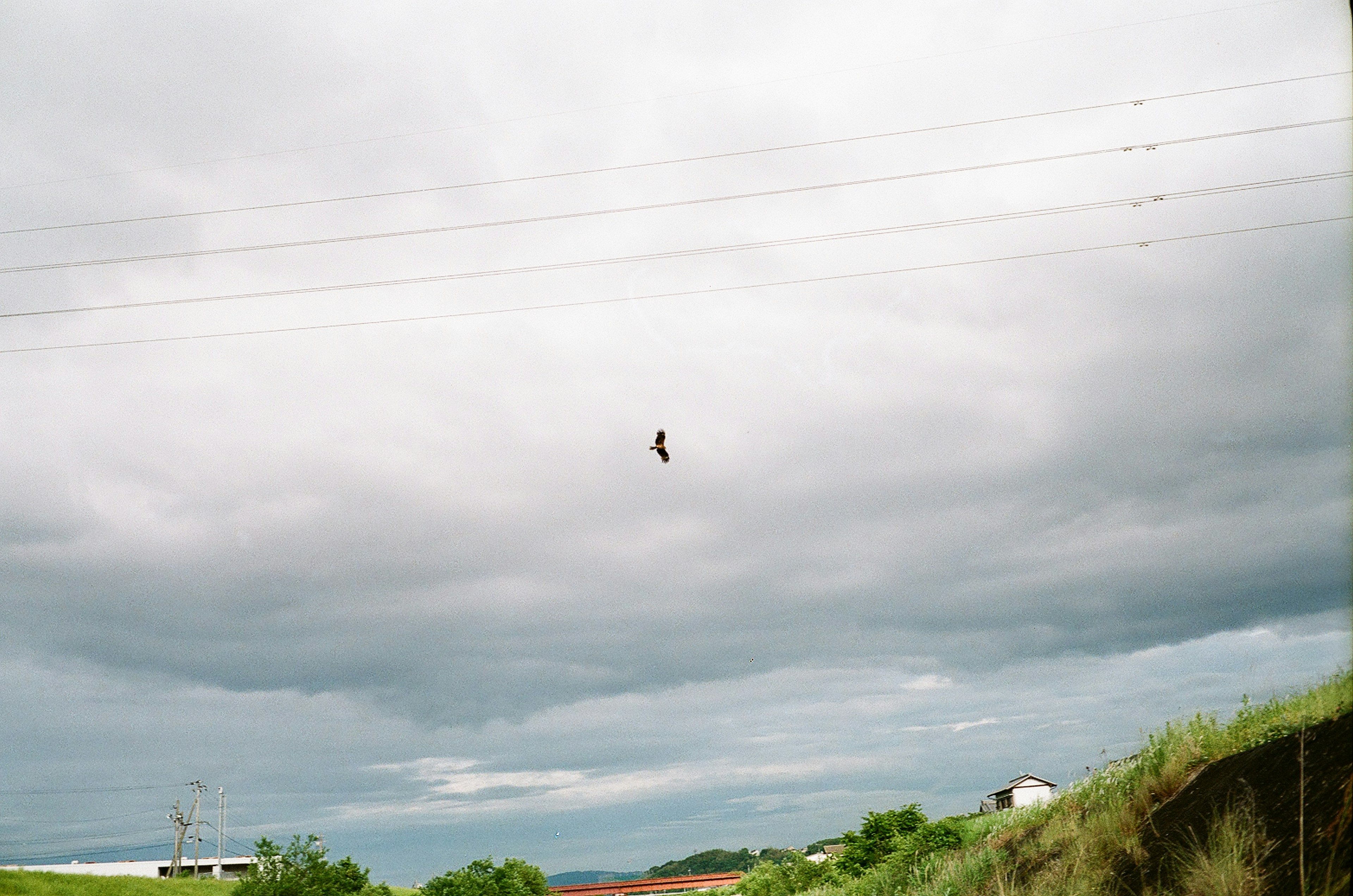 A bird flying in cloudy skies