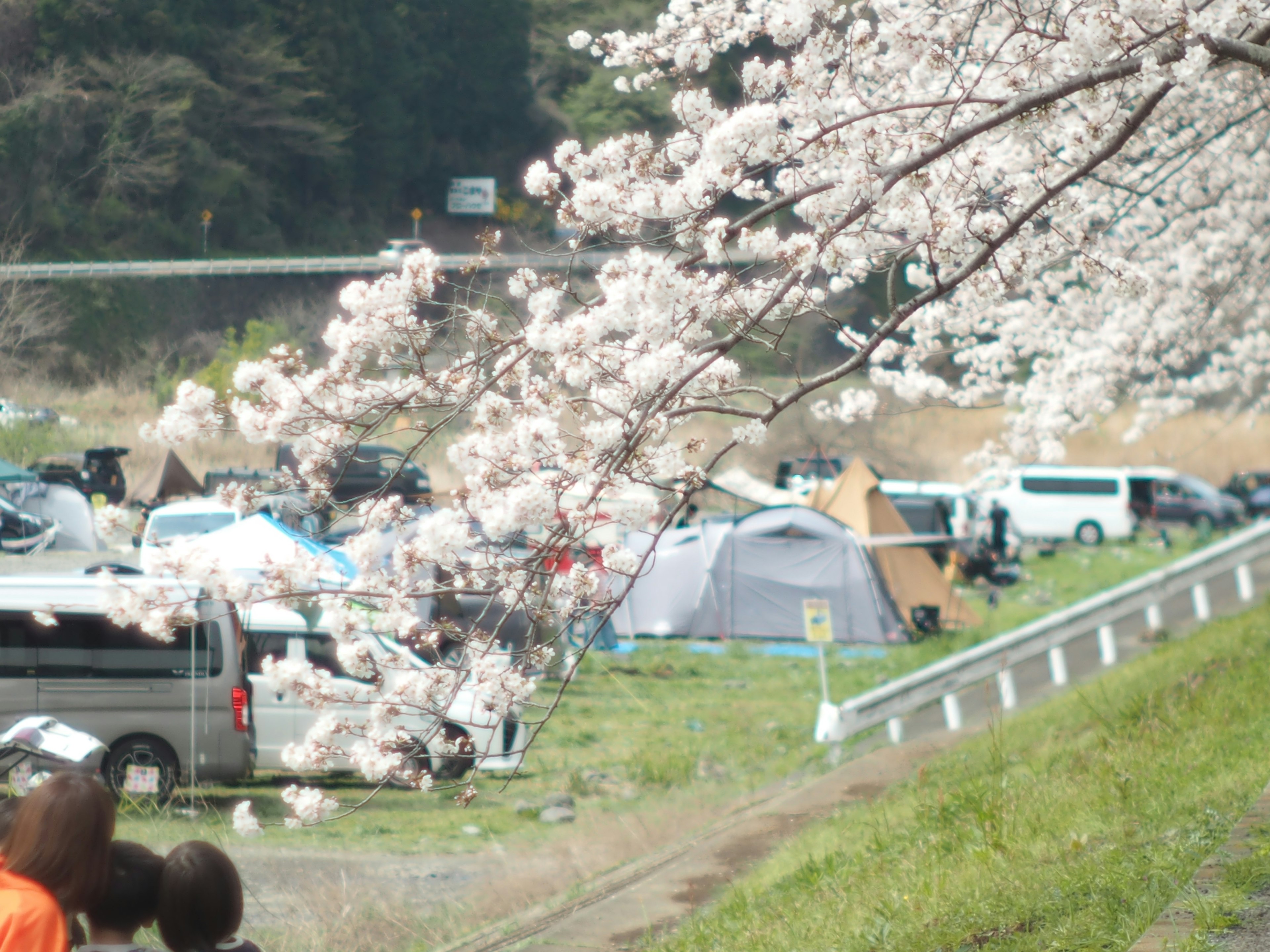 Pohon sakura dengan tenda dan kendaraan di lokasi perkemahan