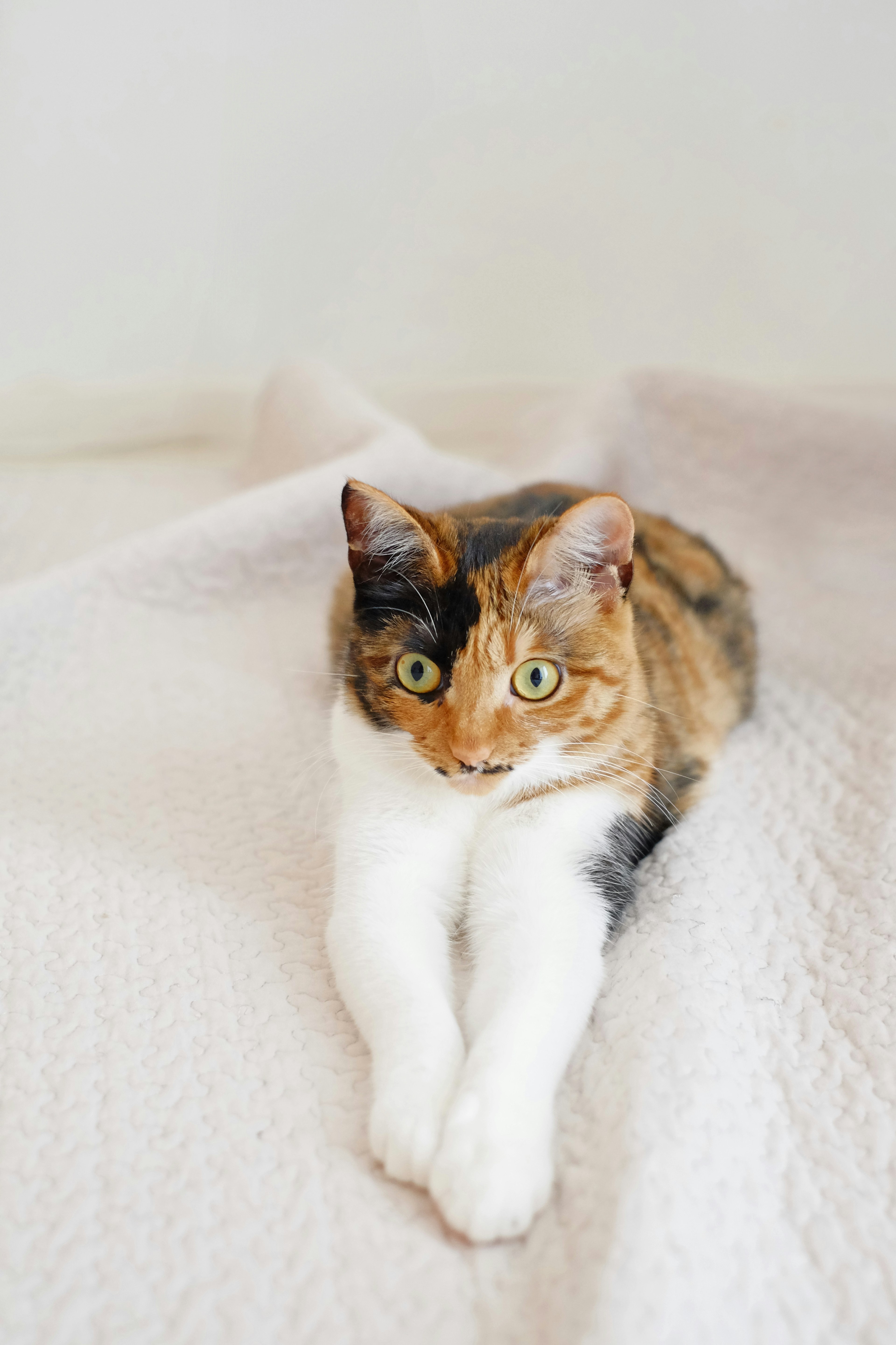 Hermosa gata calico acostada sobre una manta blanca