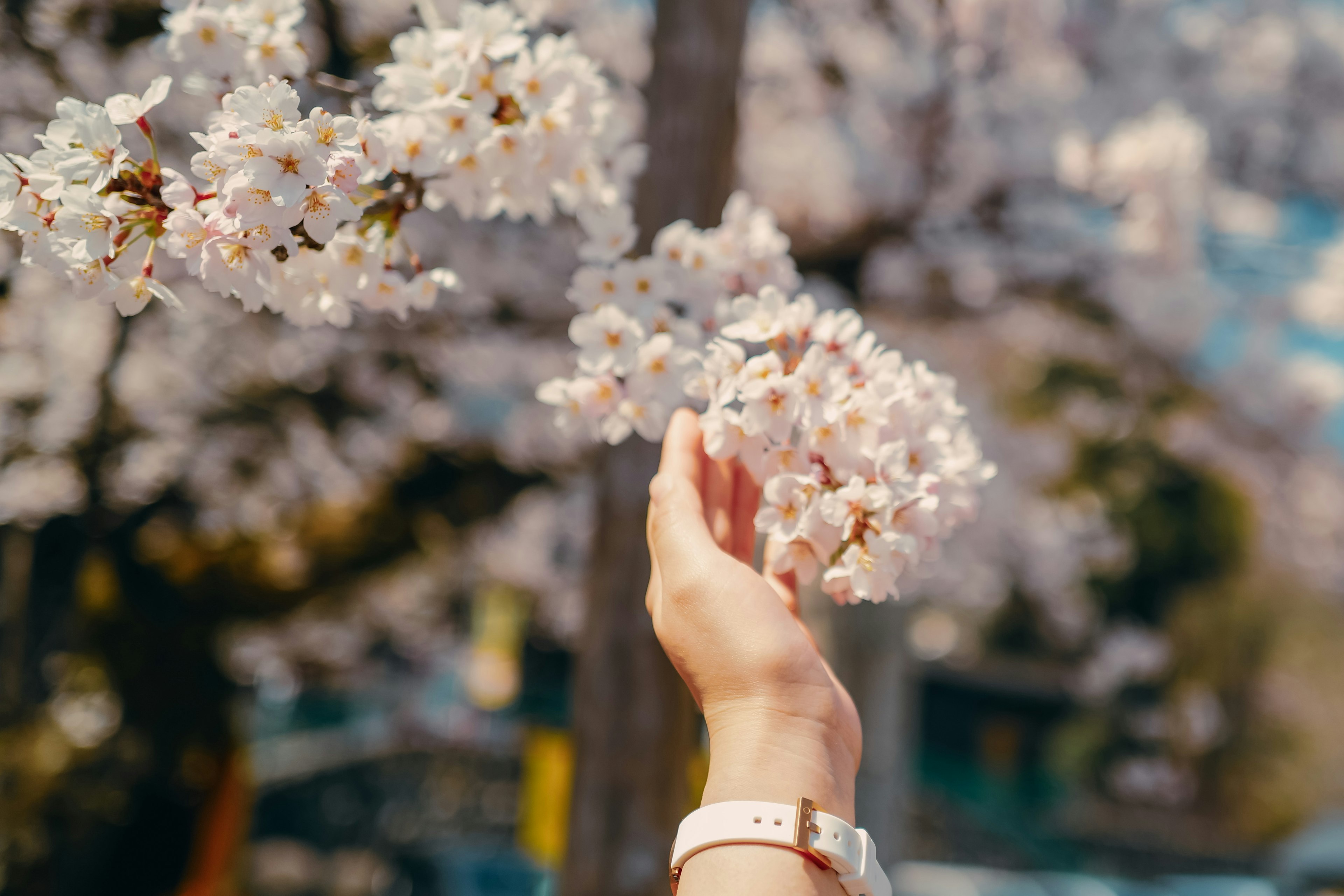 Una mano alcanzando flores de cerezo en flor