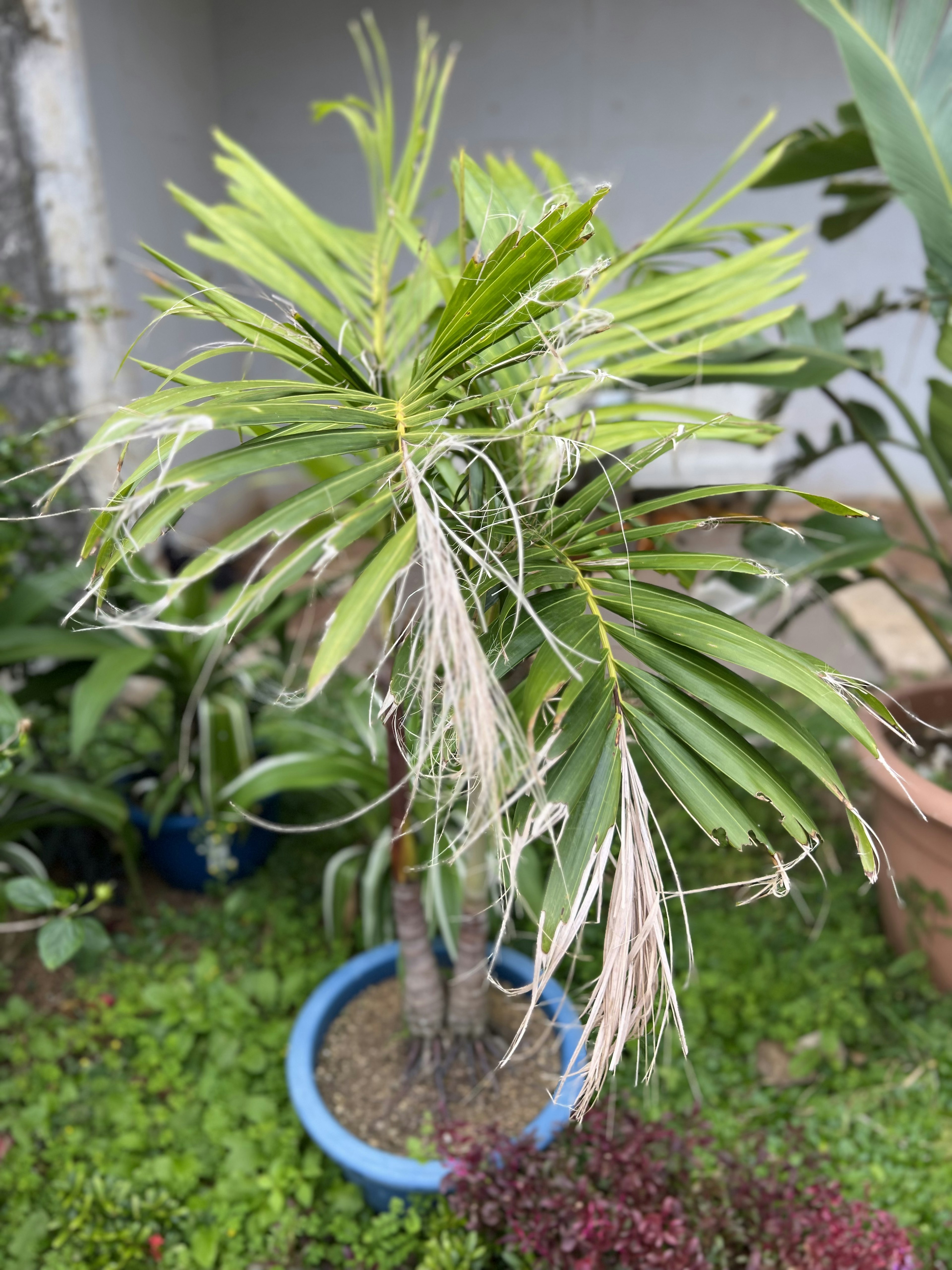 Pequeña planta en maceta con hojas verdes y algunas frondas secas en una maceta azul