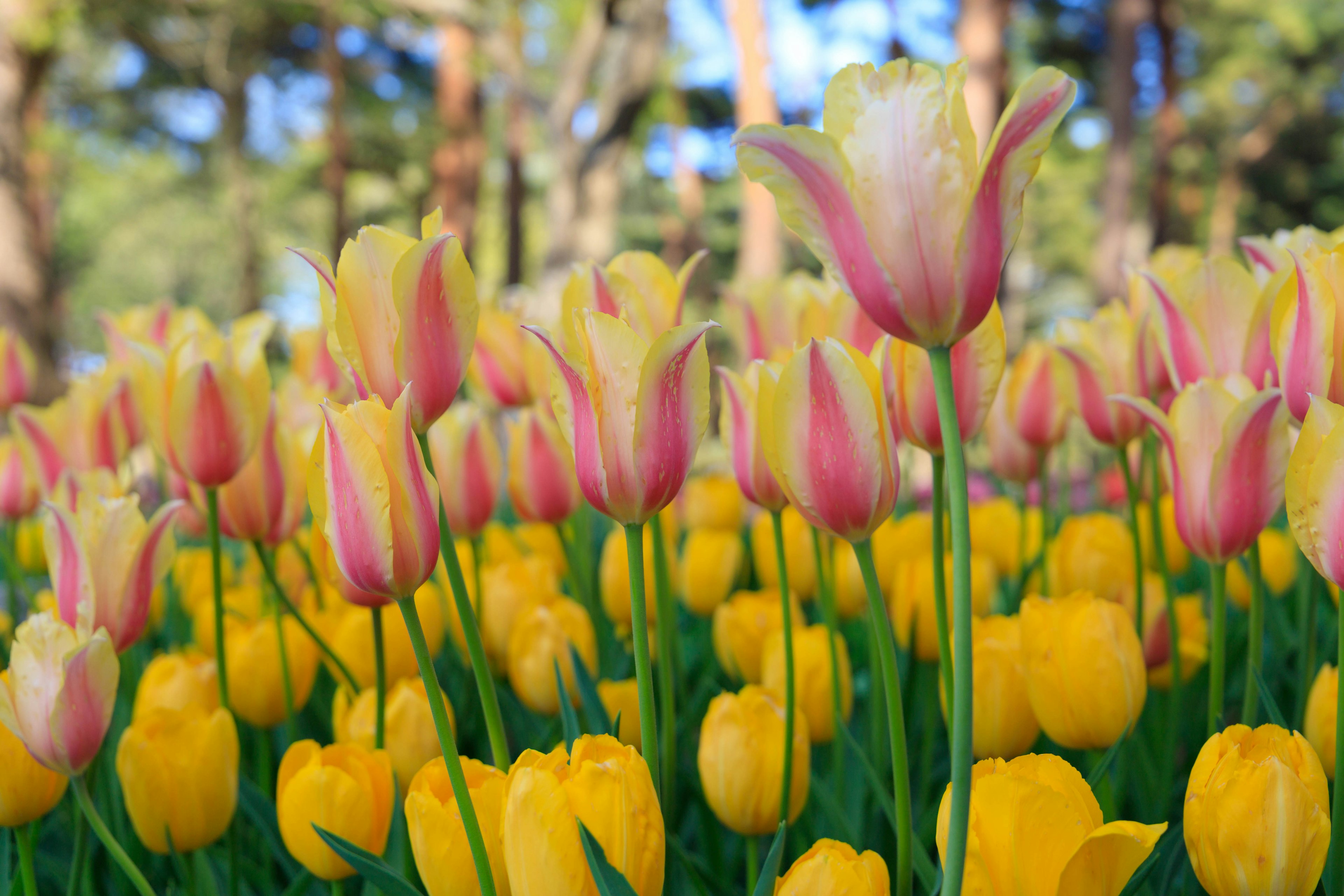 Champ de tulipes colorées avec des tulipes jaunes et roses en fleurs