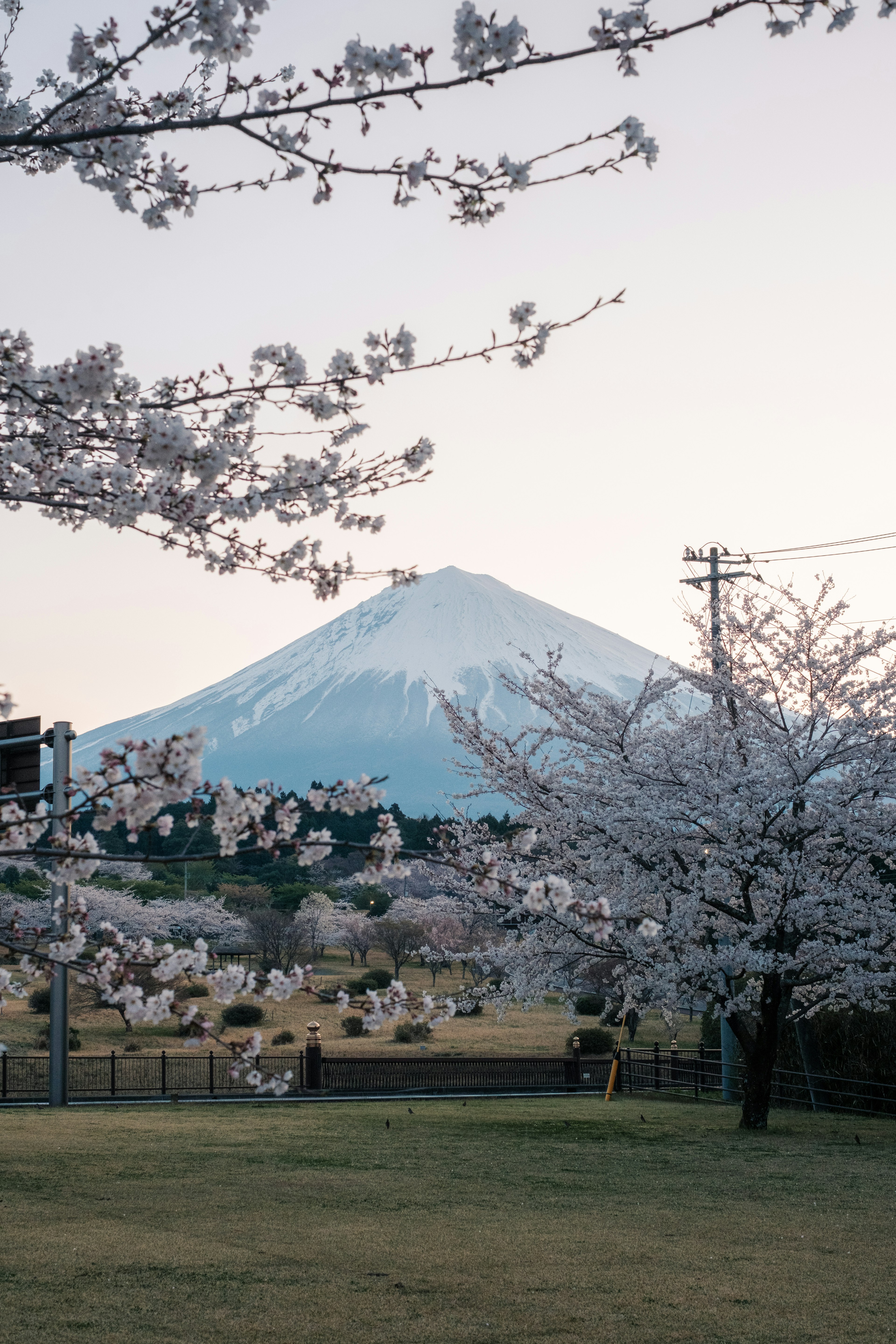 Scenic view of cherry blossoms and Mount Fuji