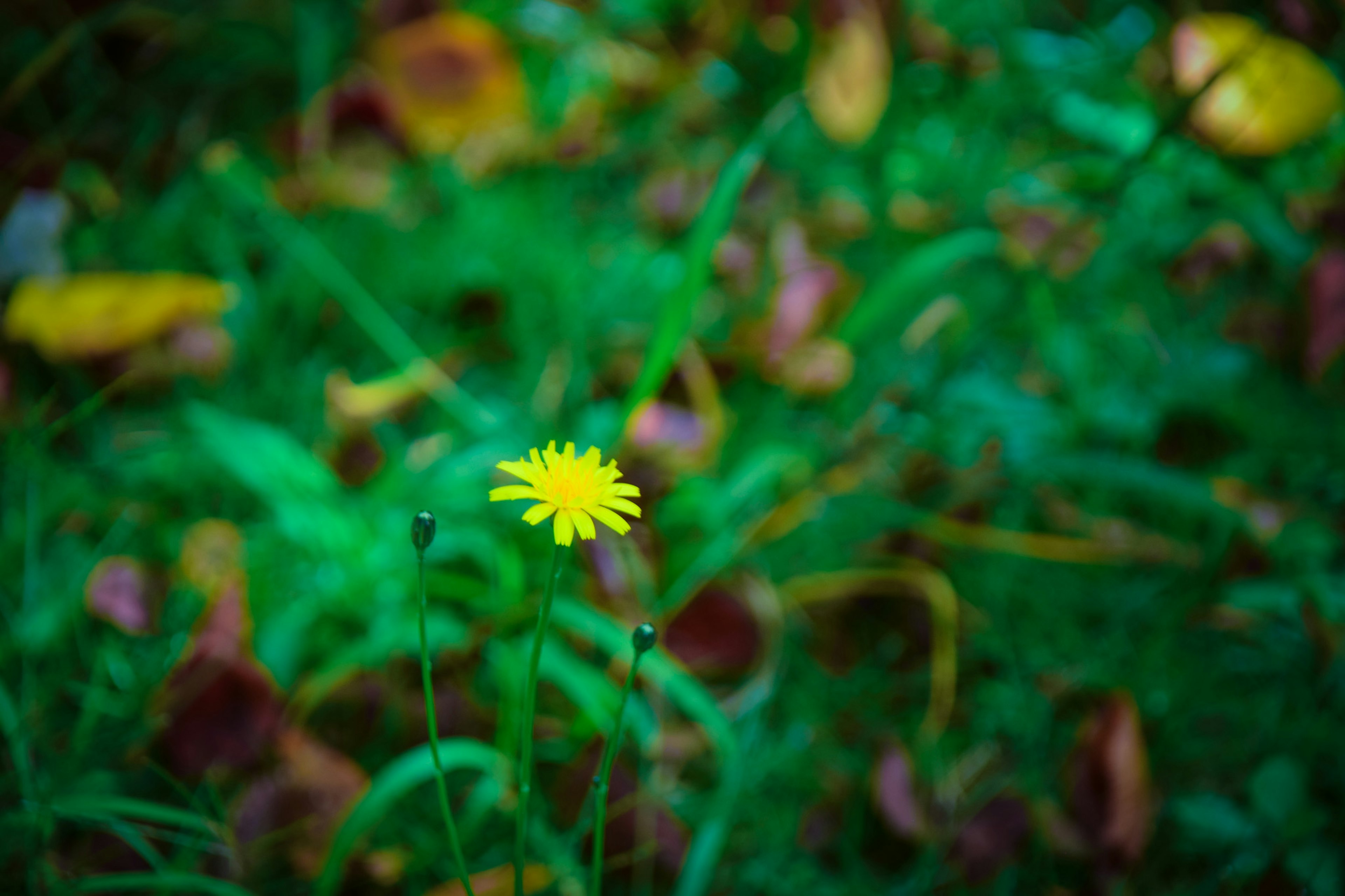 Un fiore giallo che sboccia tra l'erba verde e le foglie cadute