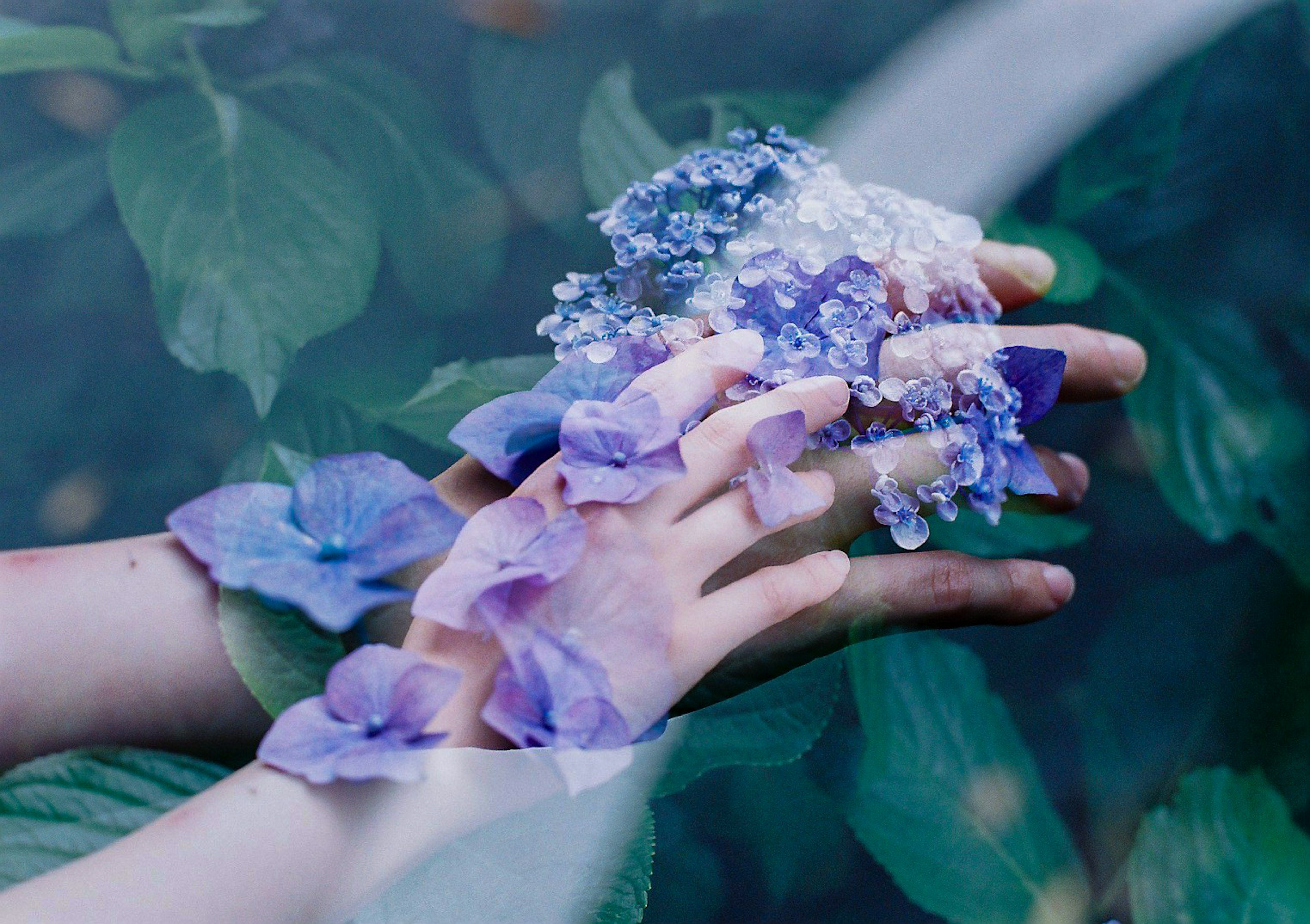 Hände, die lila Blumen halten, umgeben von grünen Blättern